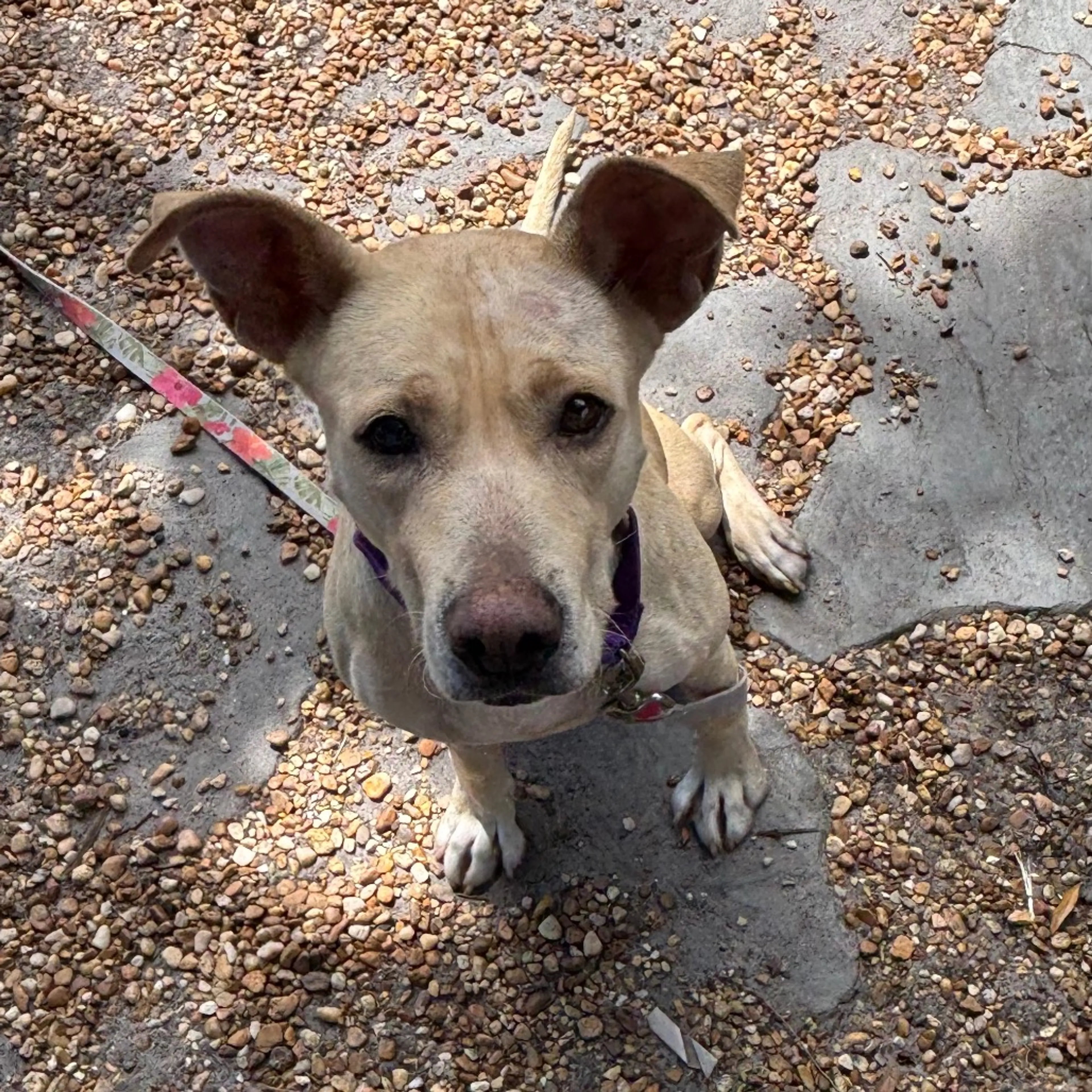 Found pet-14