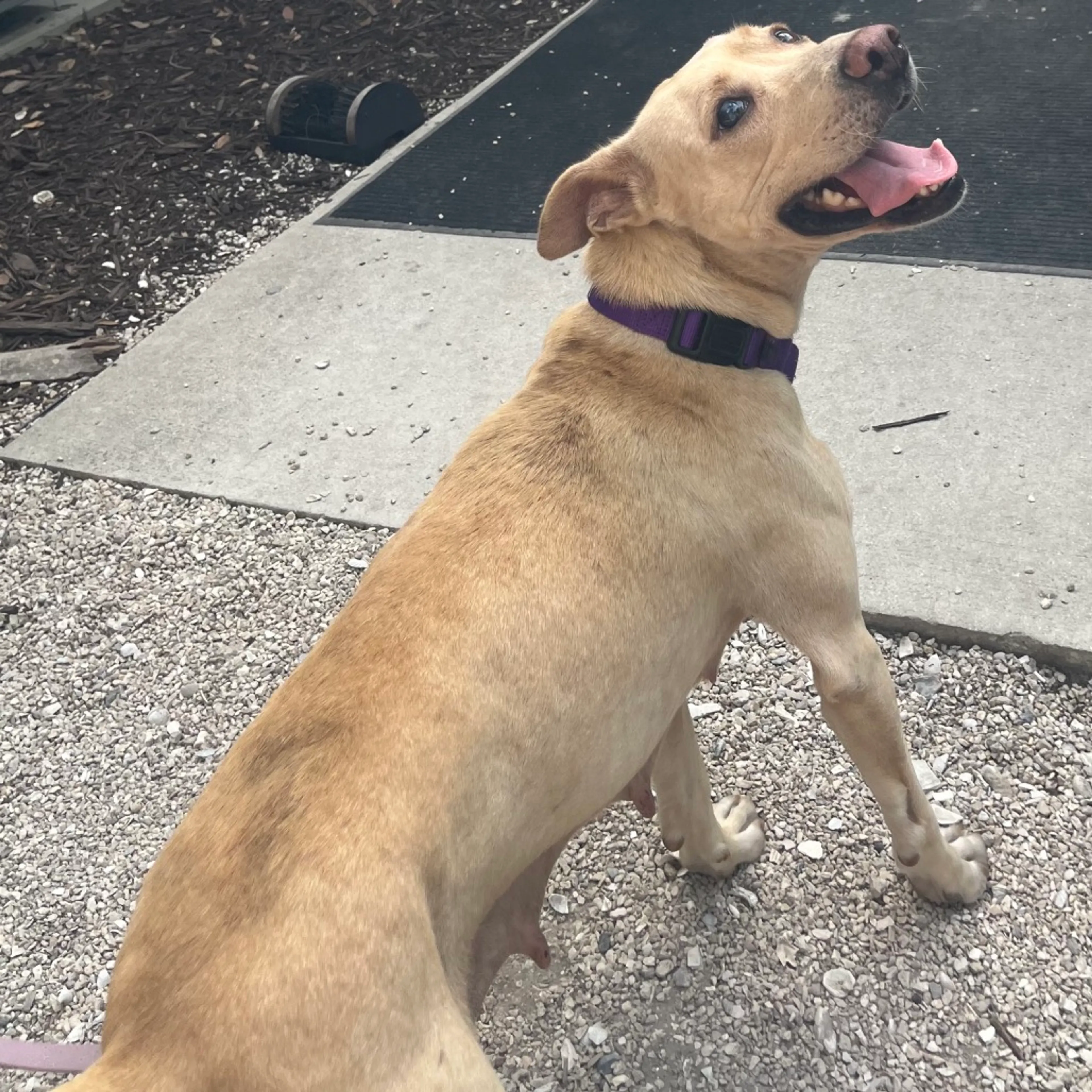 Found pet-3
