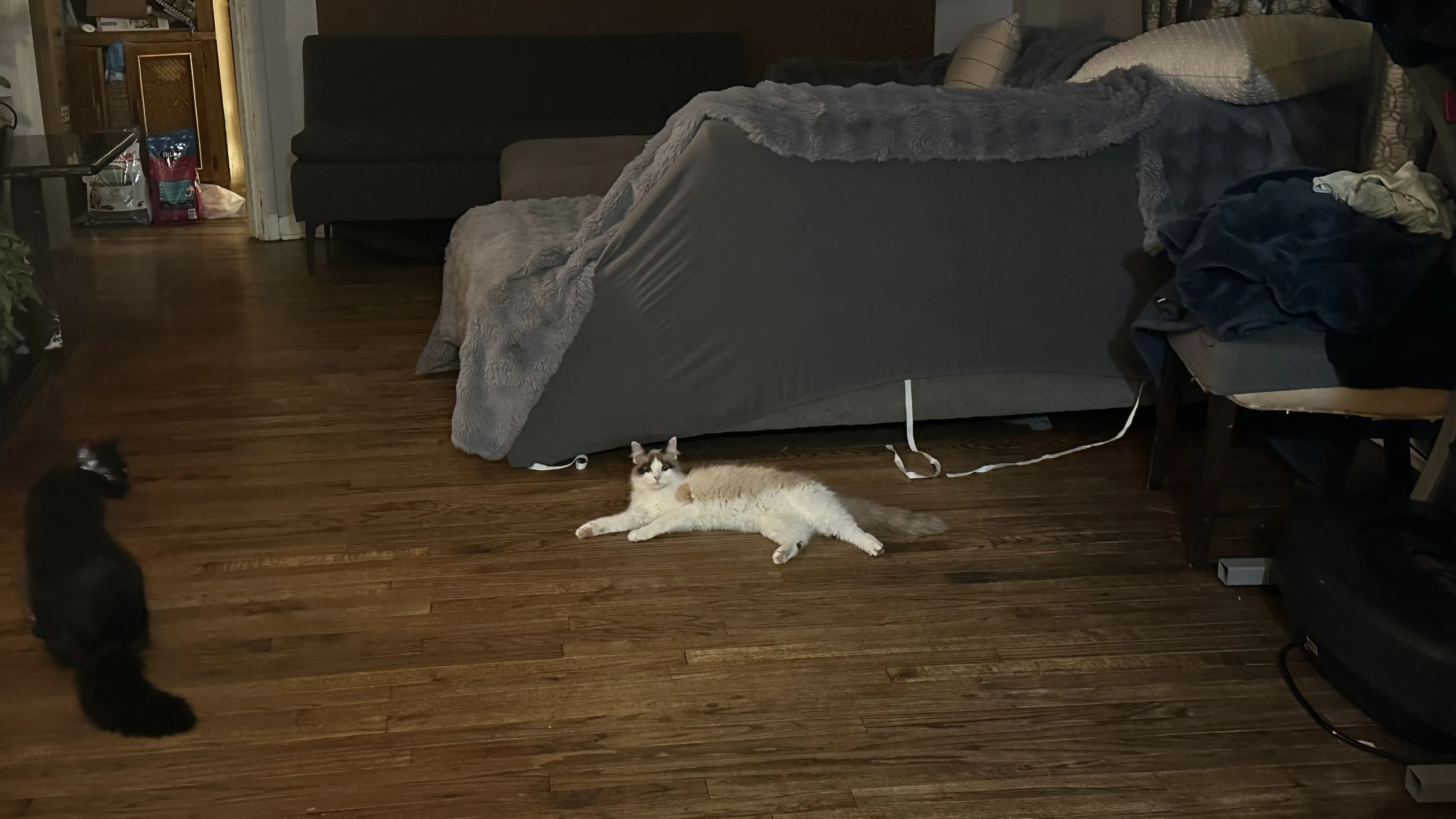 Lost pet-1