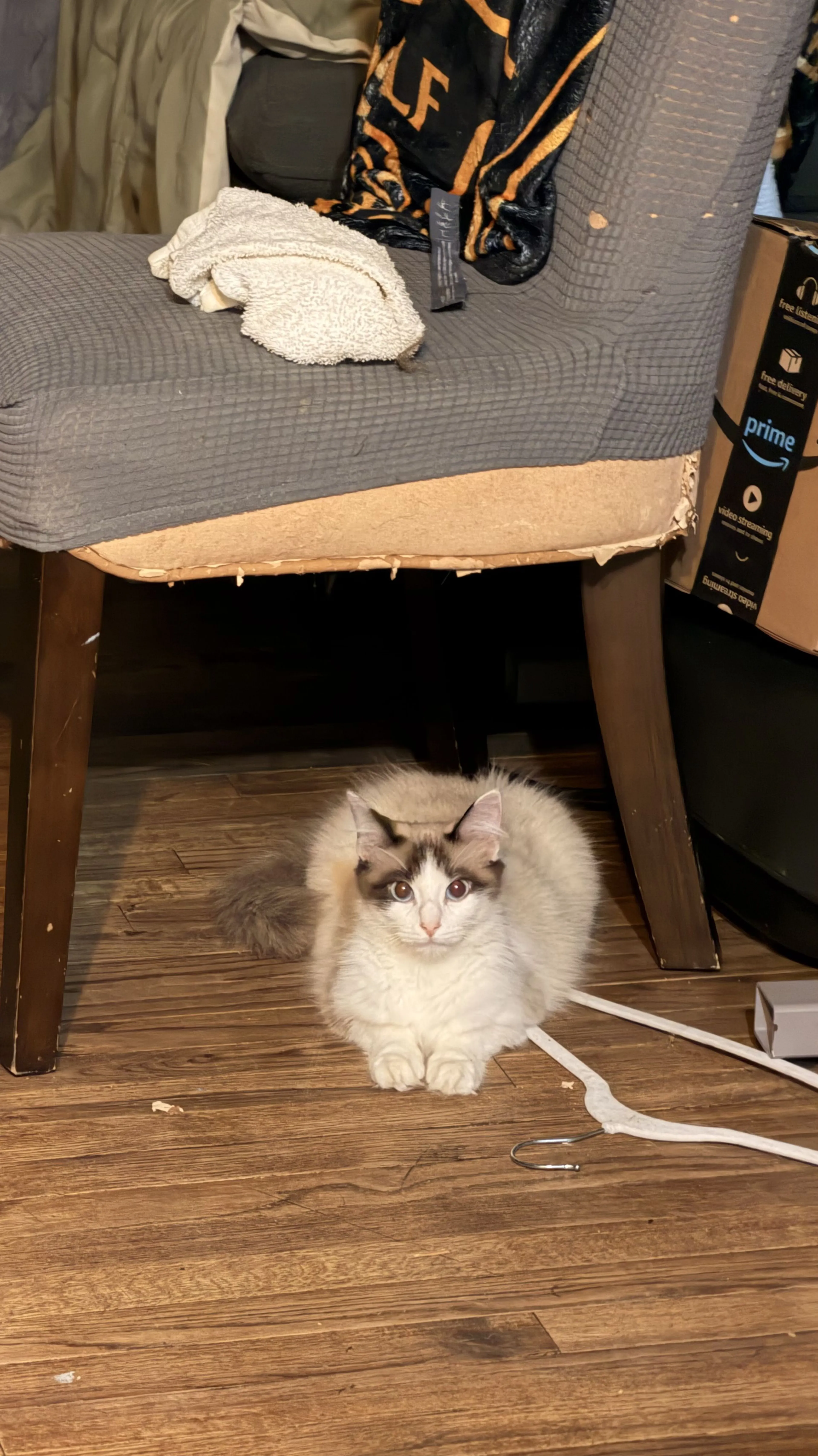 Lost pet-0