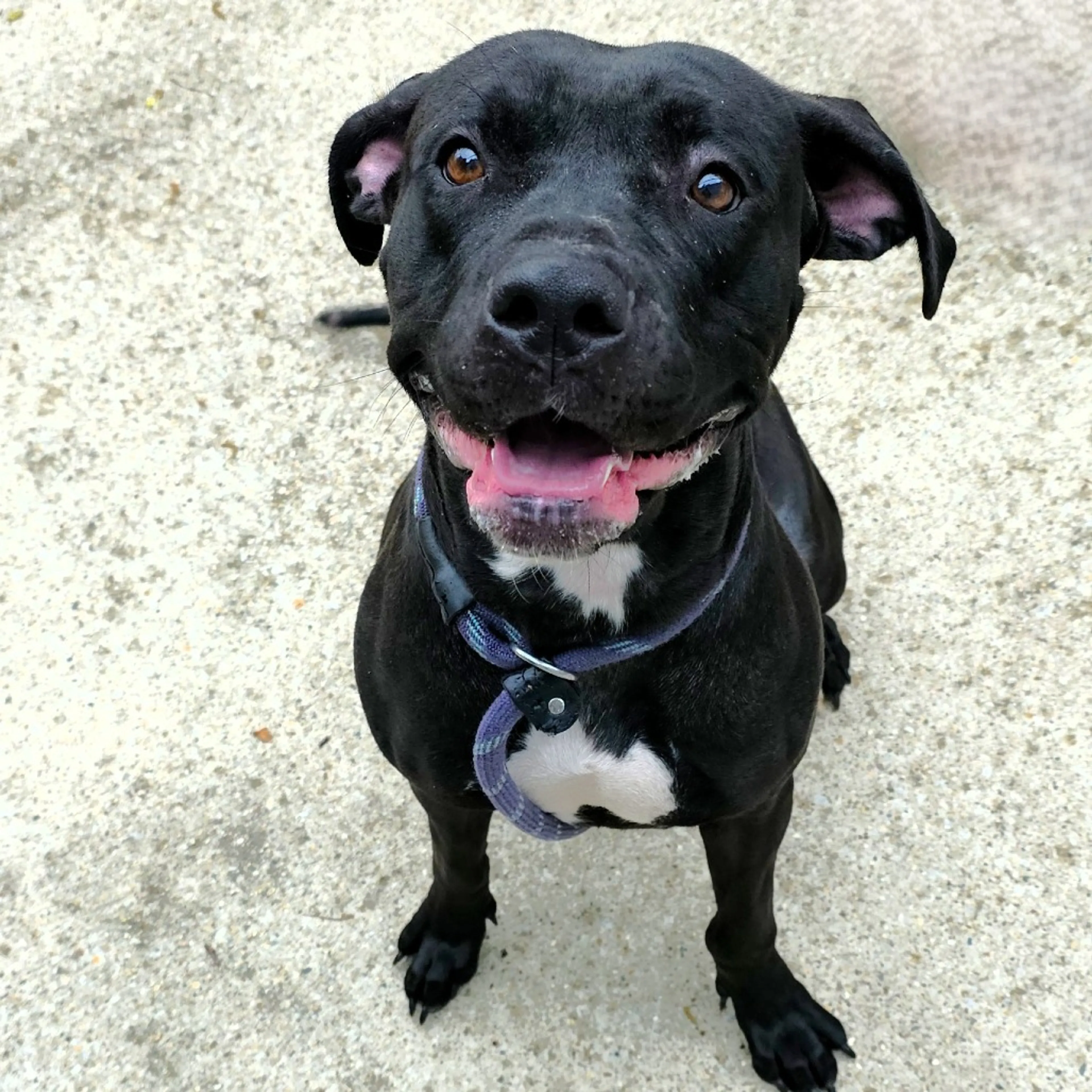 Found pet-1