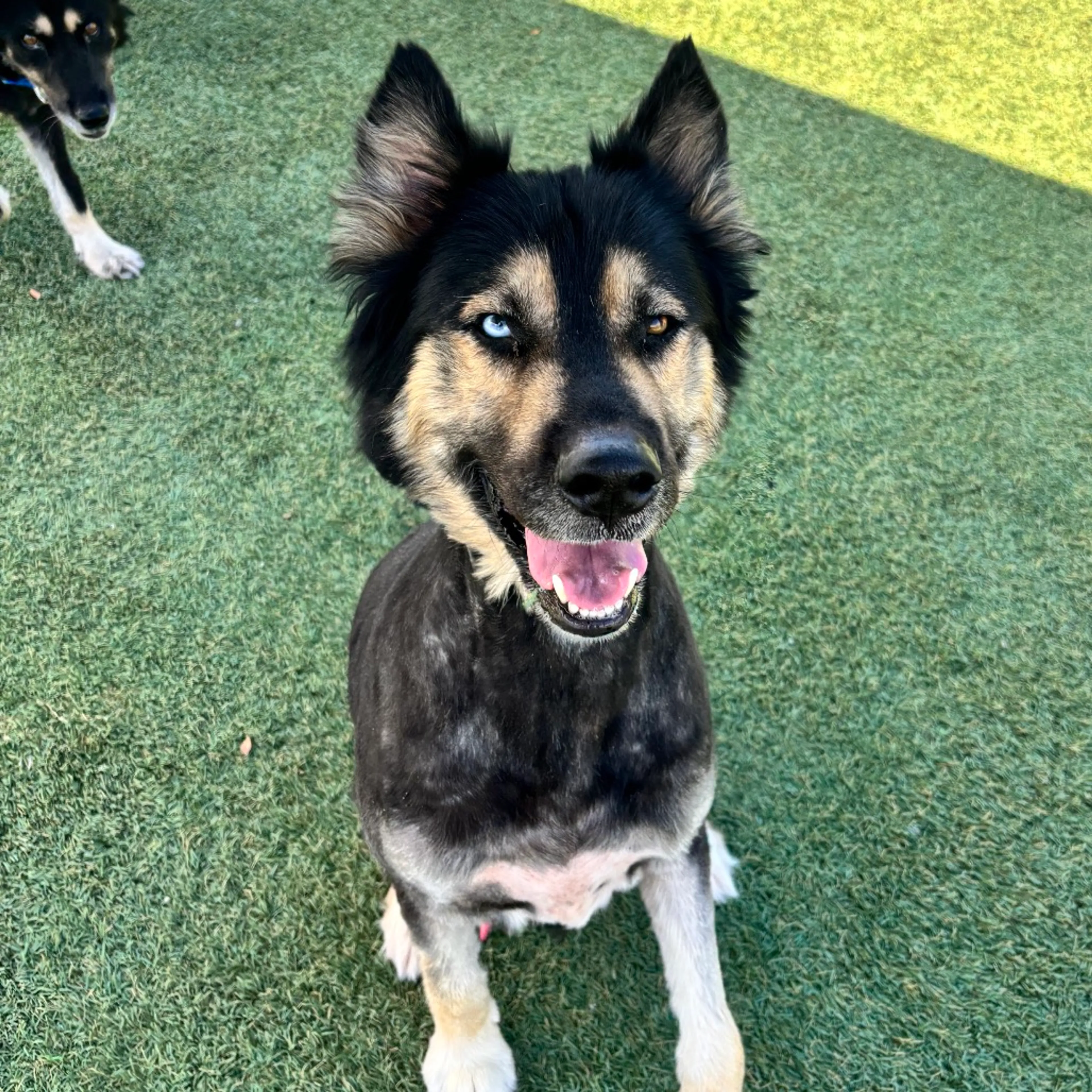 Found pet-5
