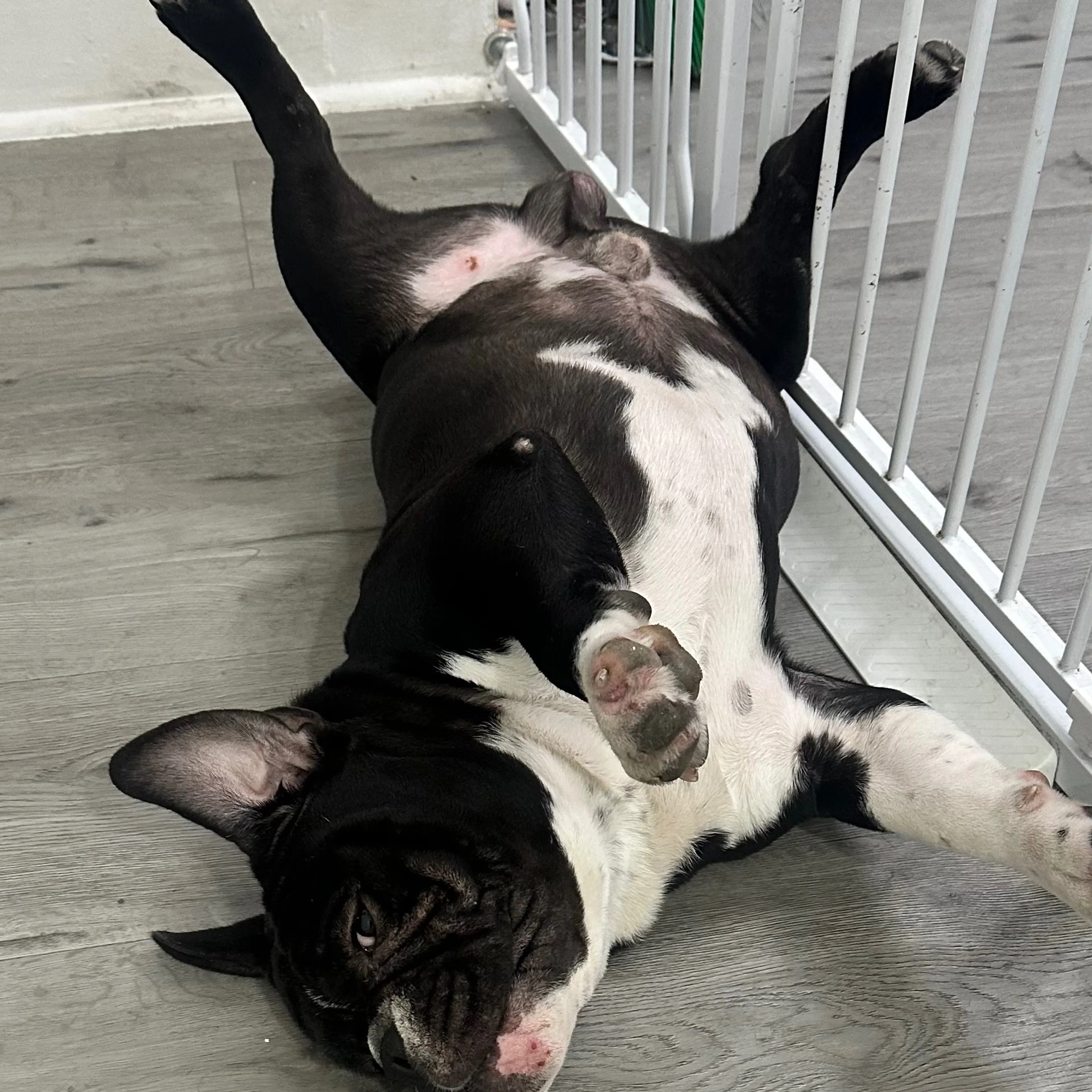 Lost pet-2