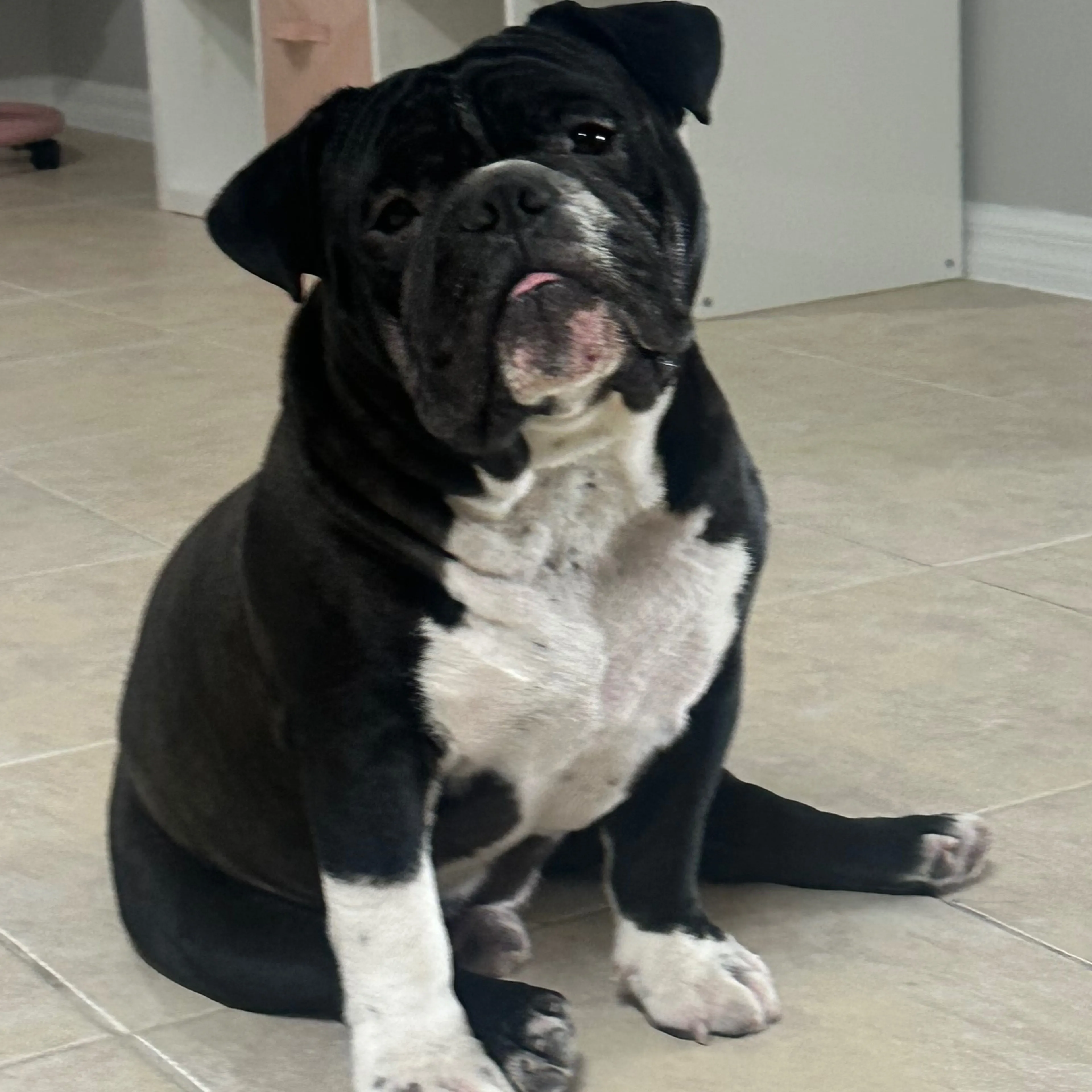 Lost pet-0