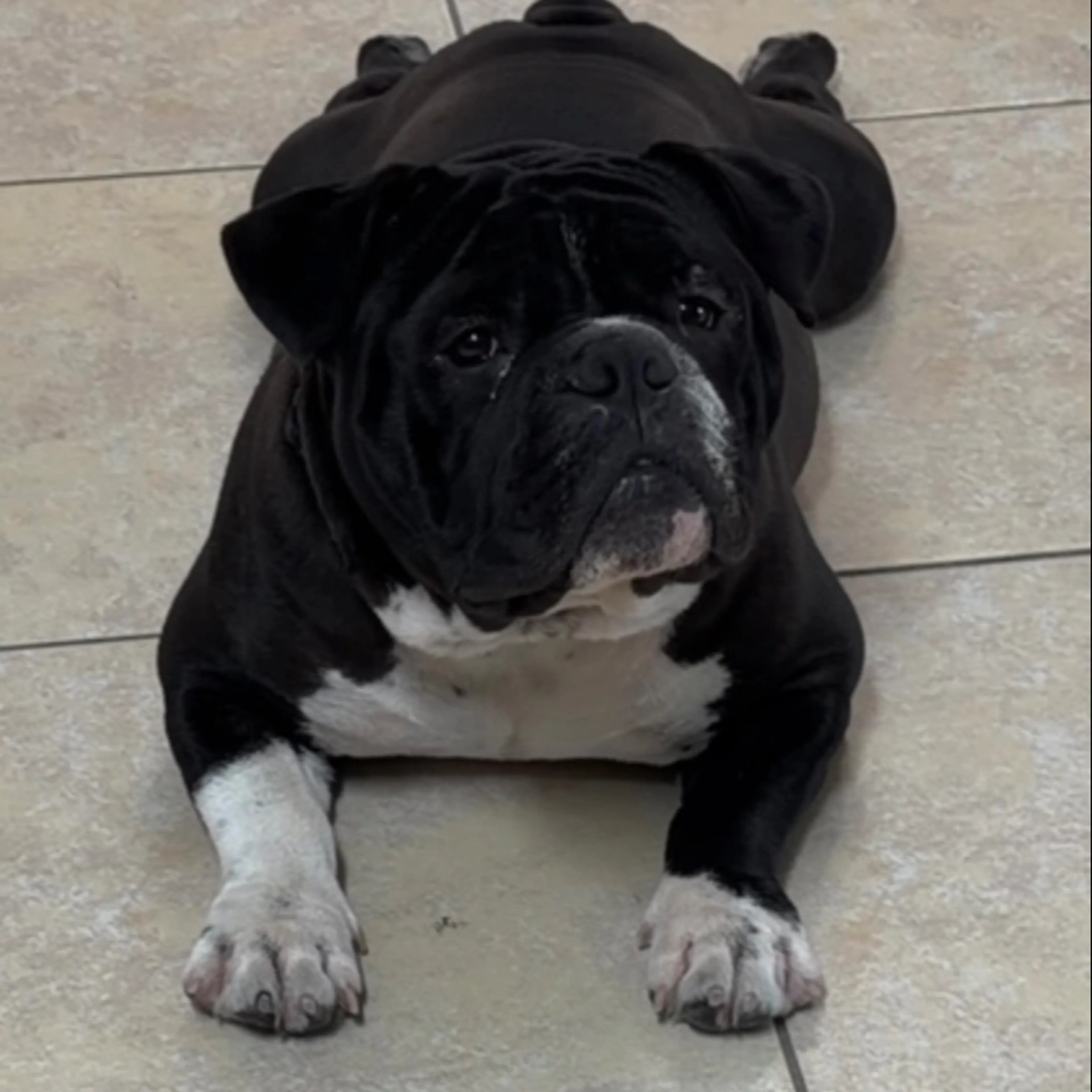 Lost pet-1