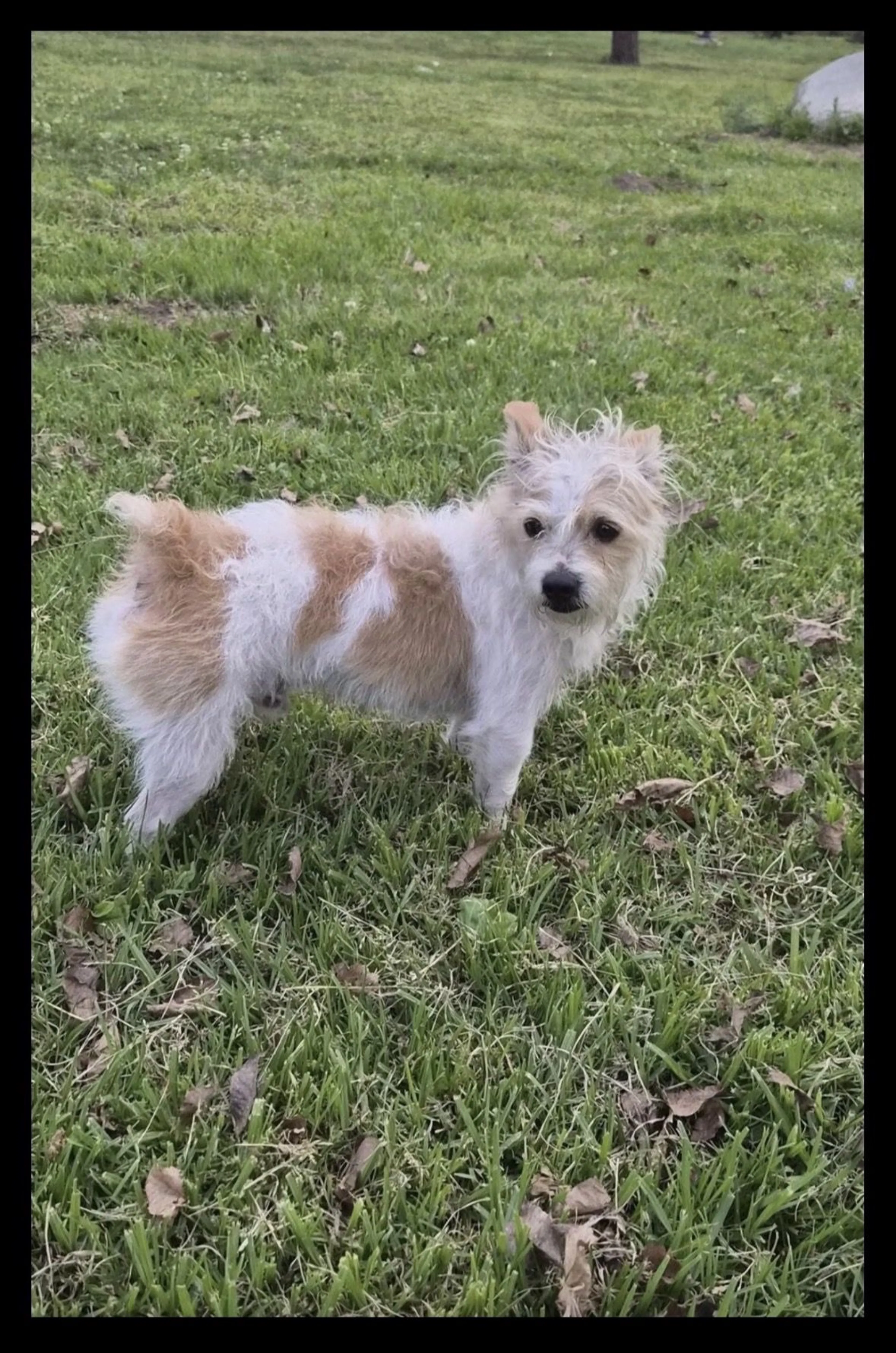 Lost pet