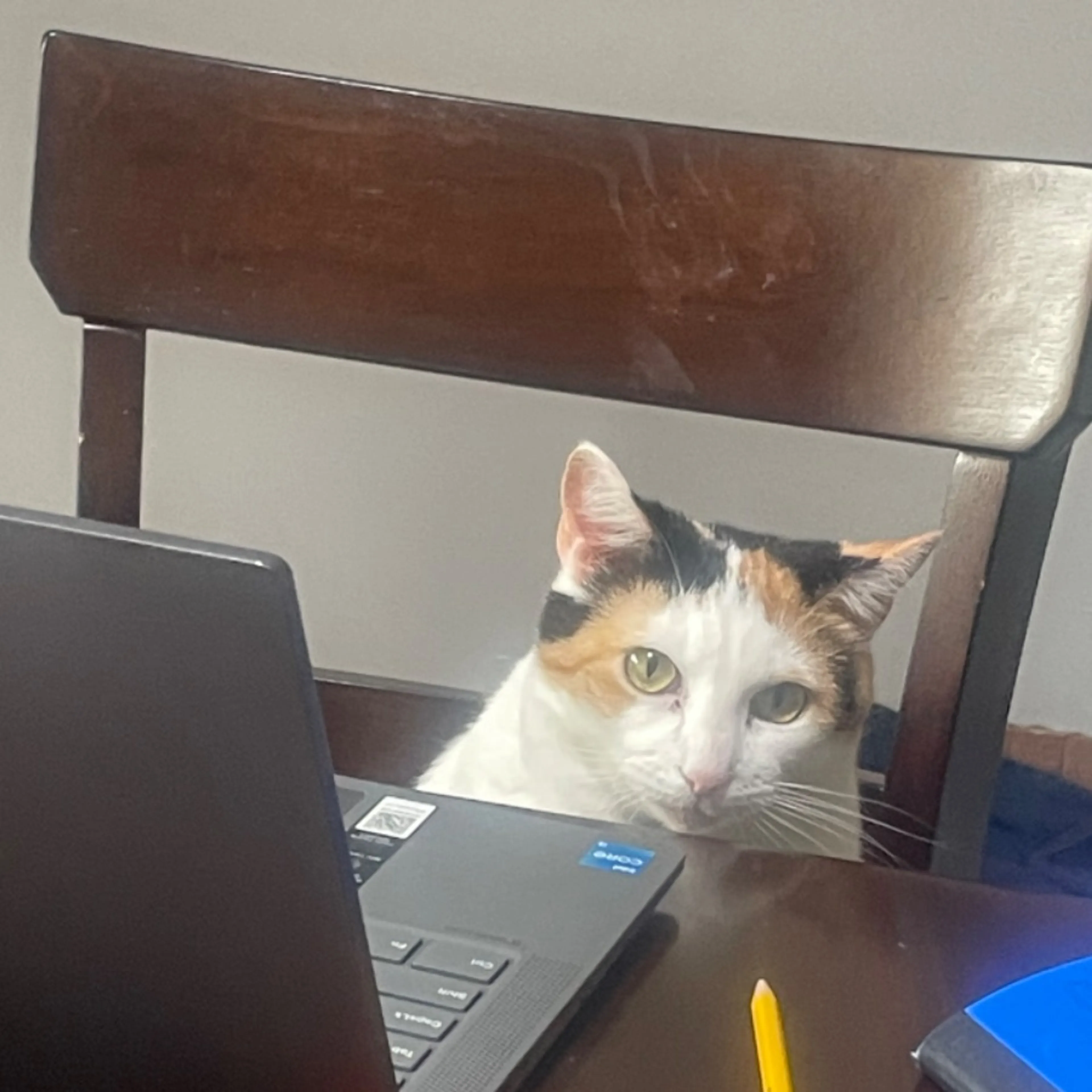 Lost pet-0