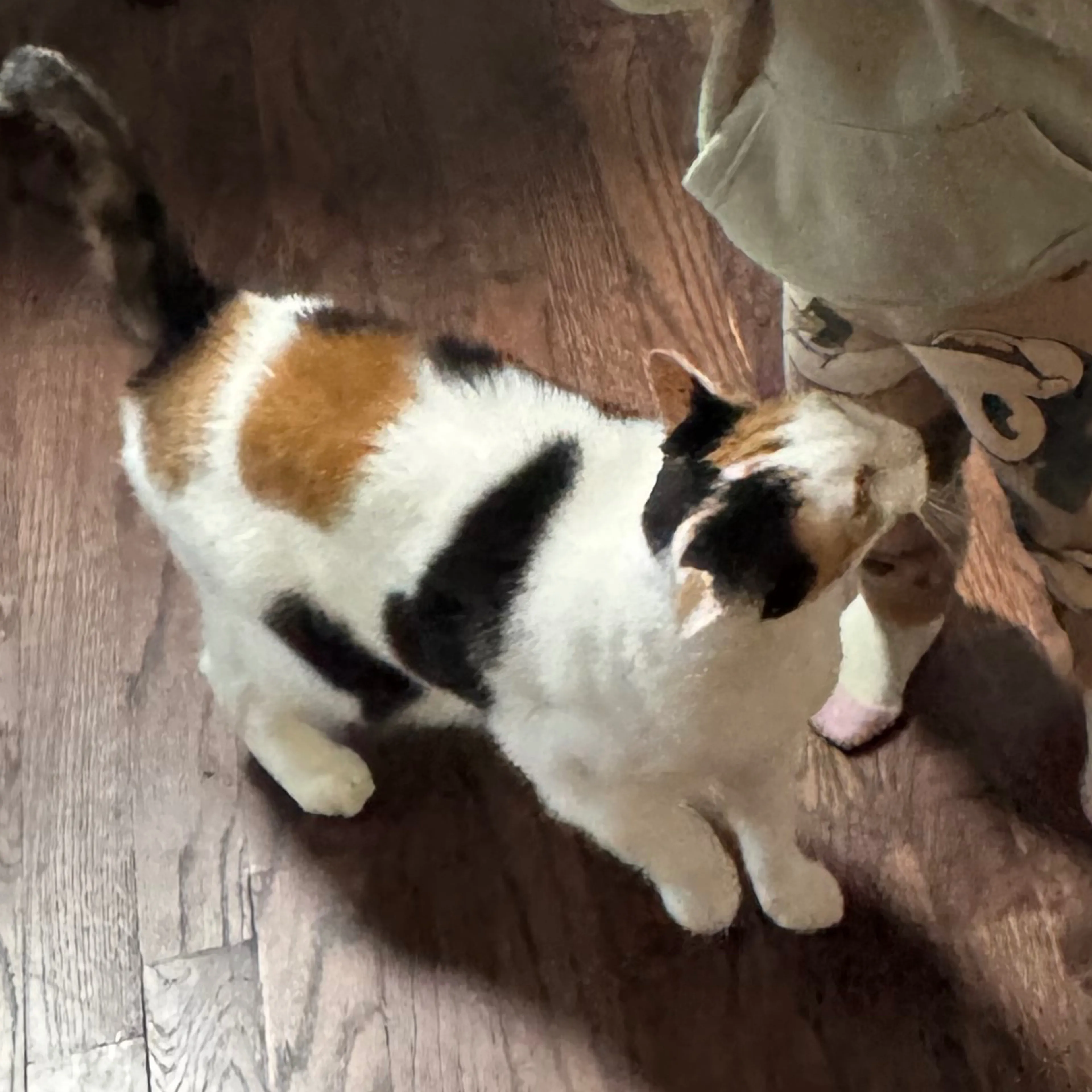 Lost pet-1