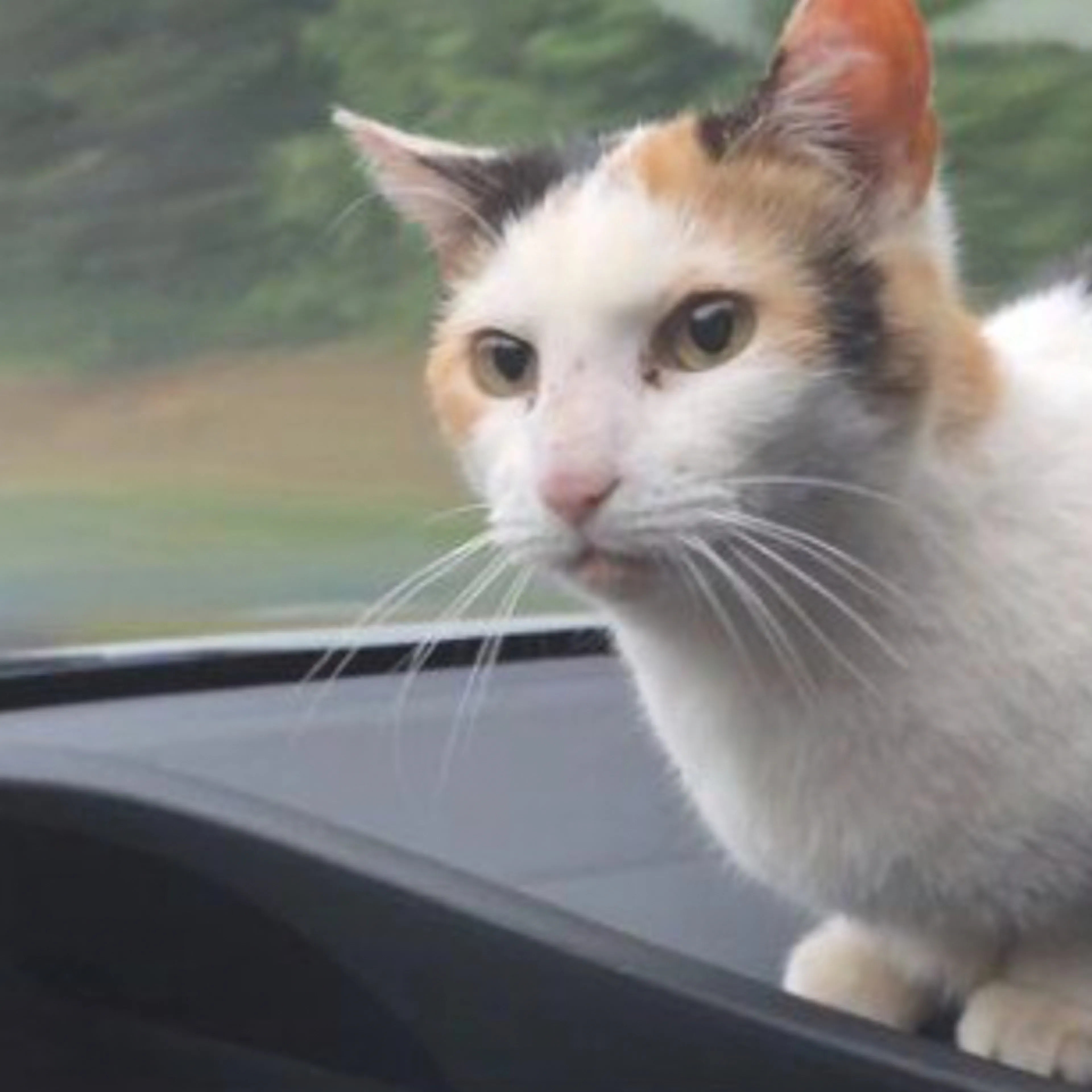 Lost pet-2
