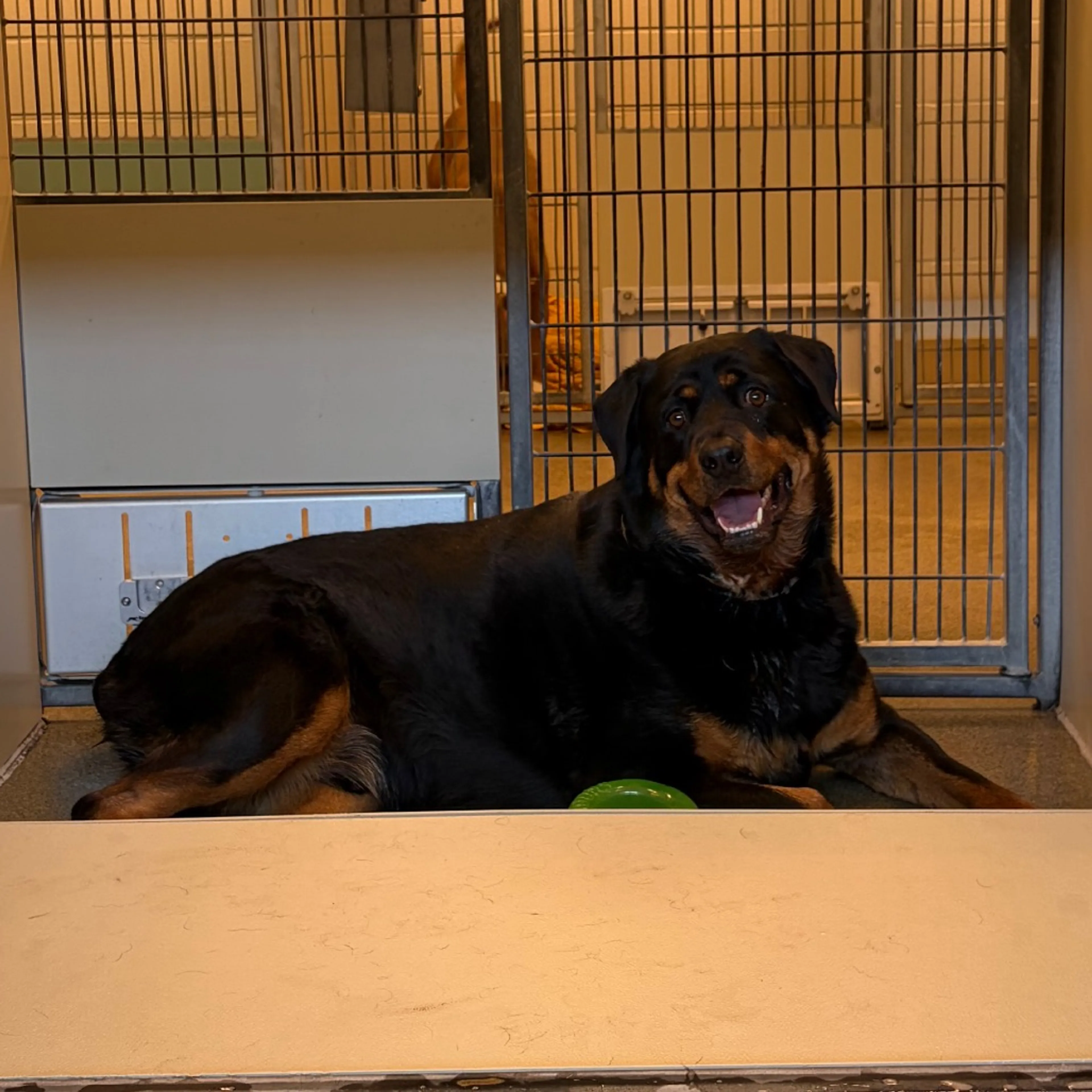Found pet-1