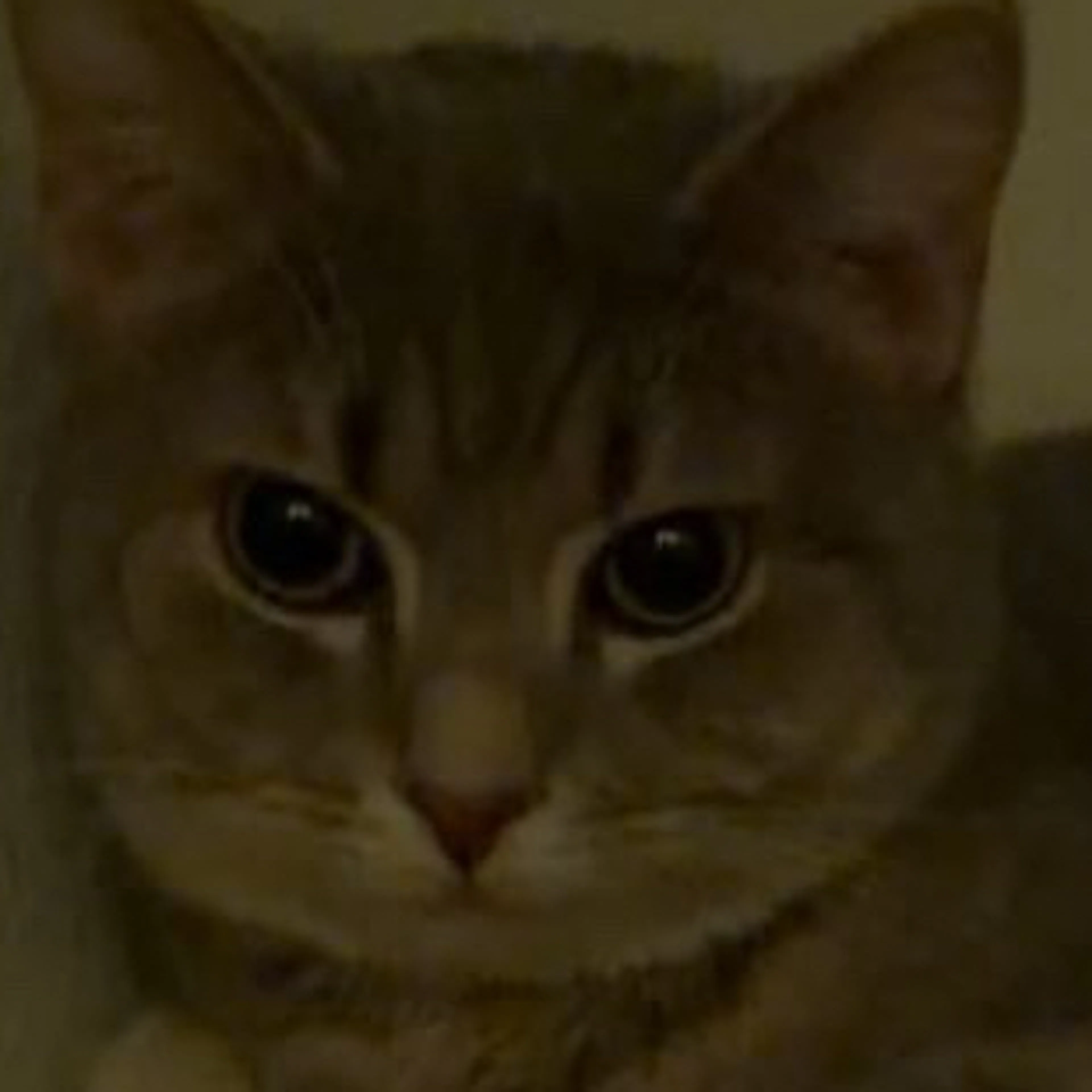 Lost pet-2
