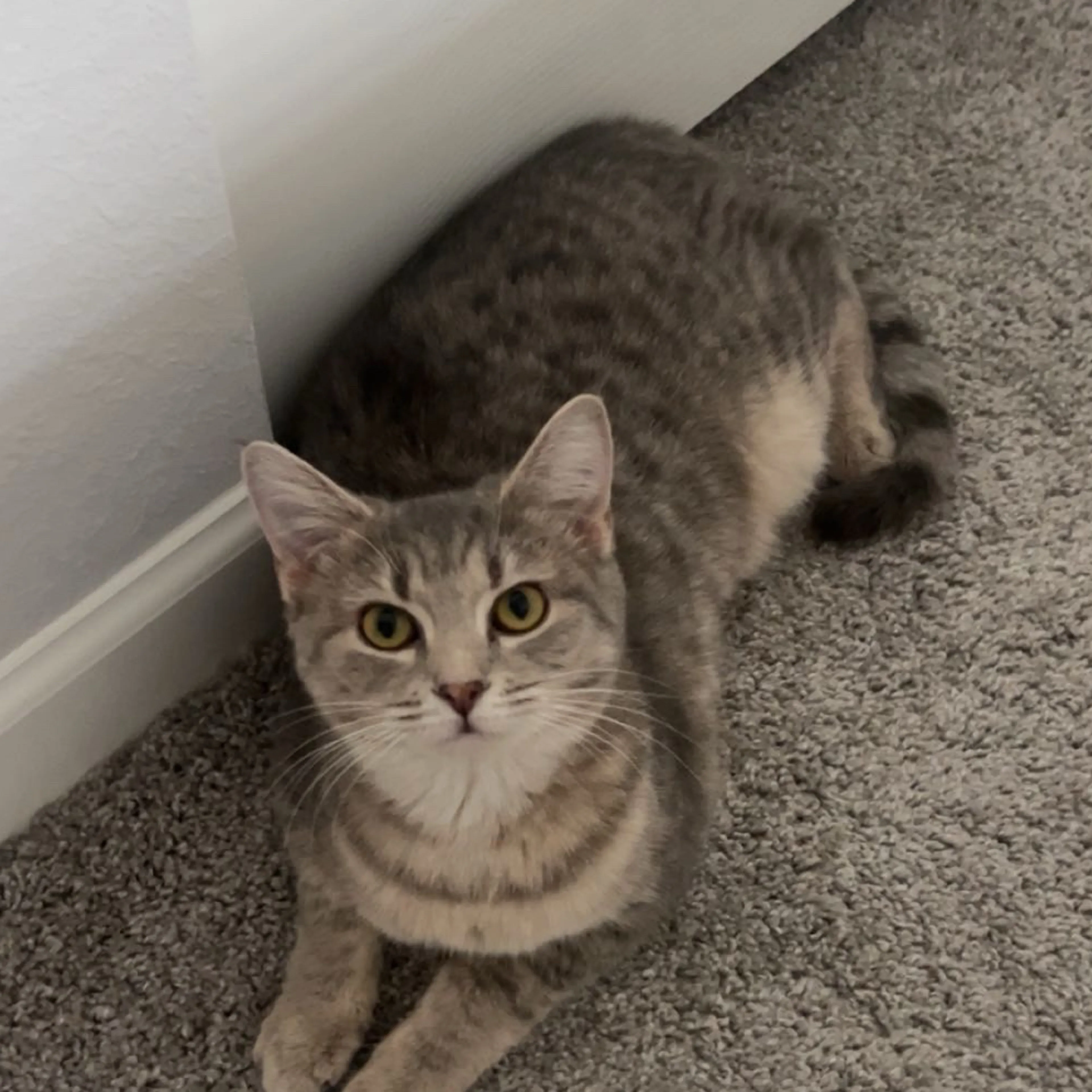 Lost pet-1