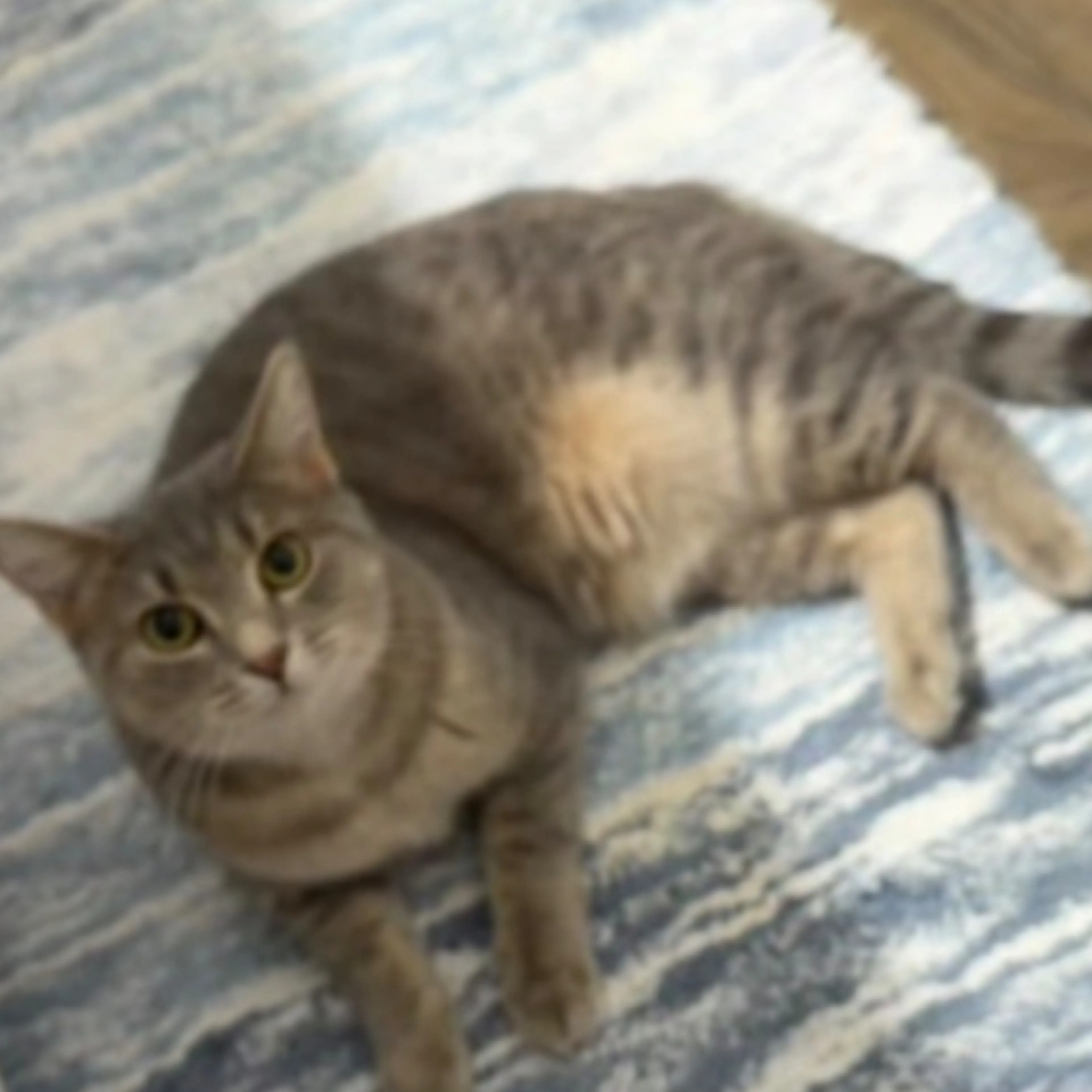 Lost pet-0