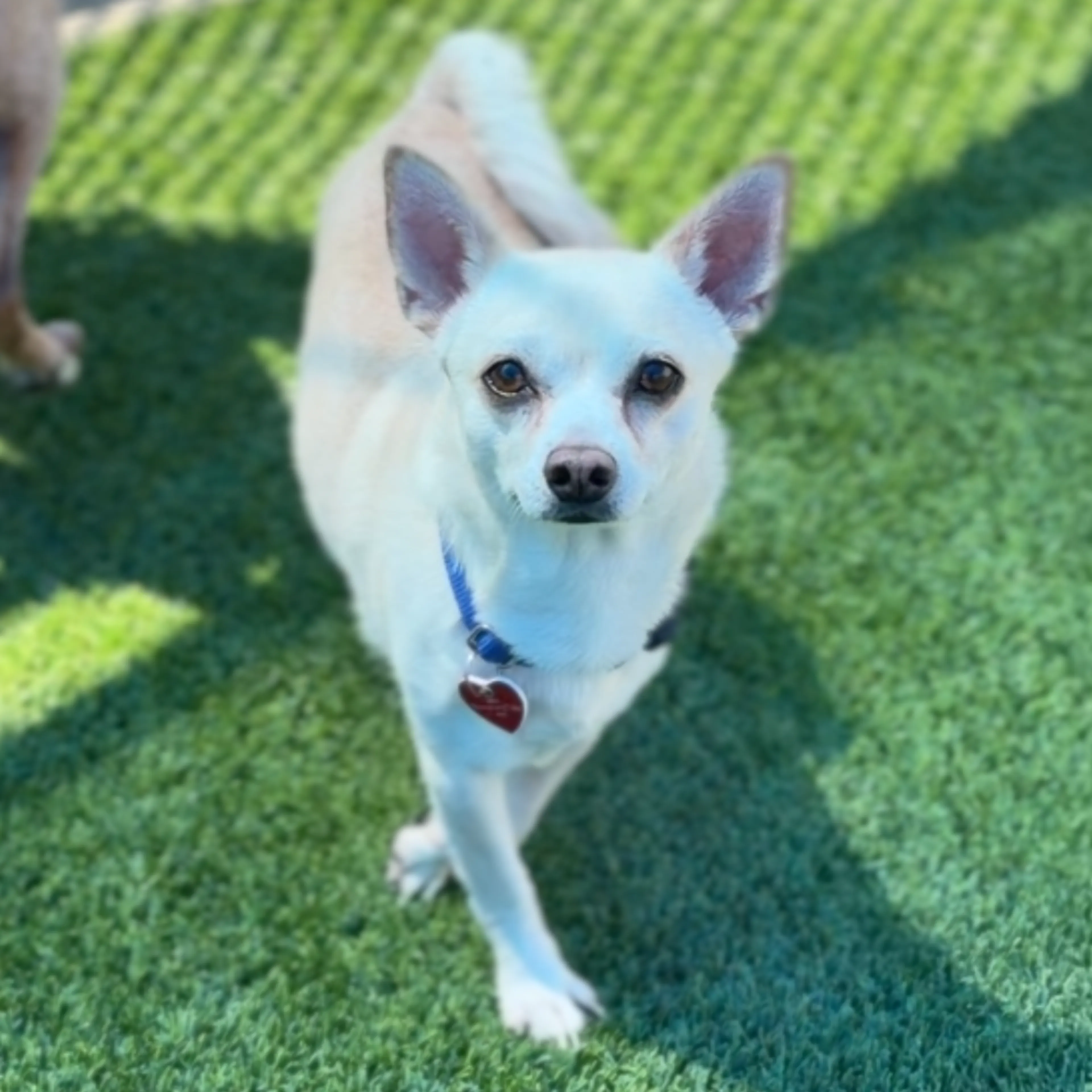Found pet-4