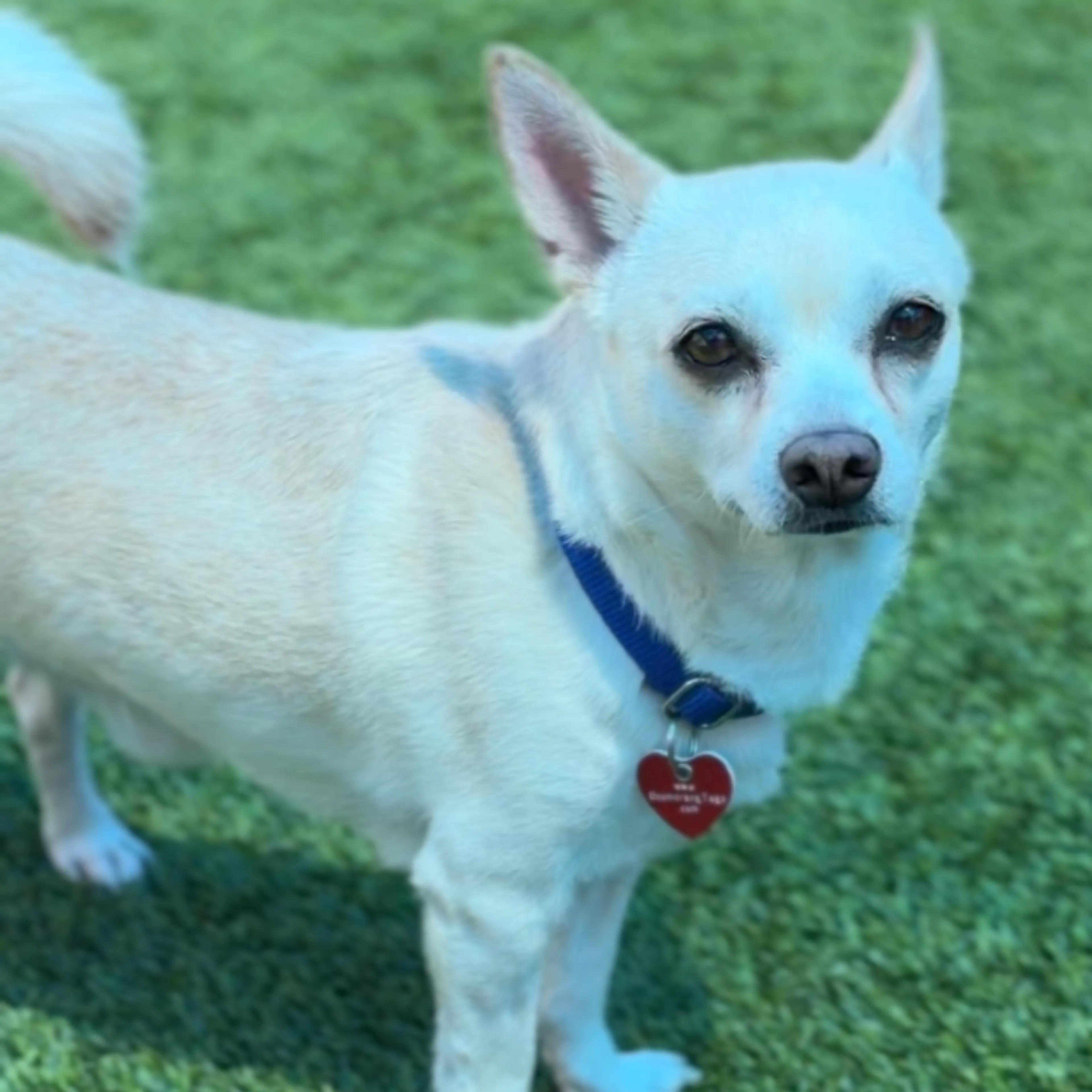Found pet-3
