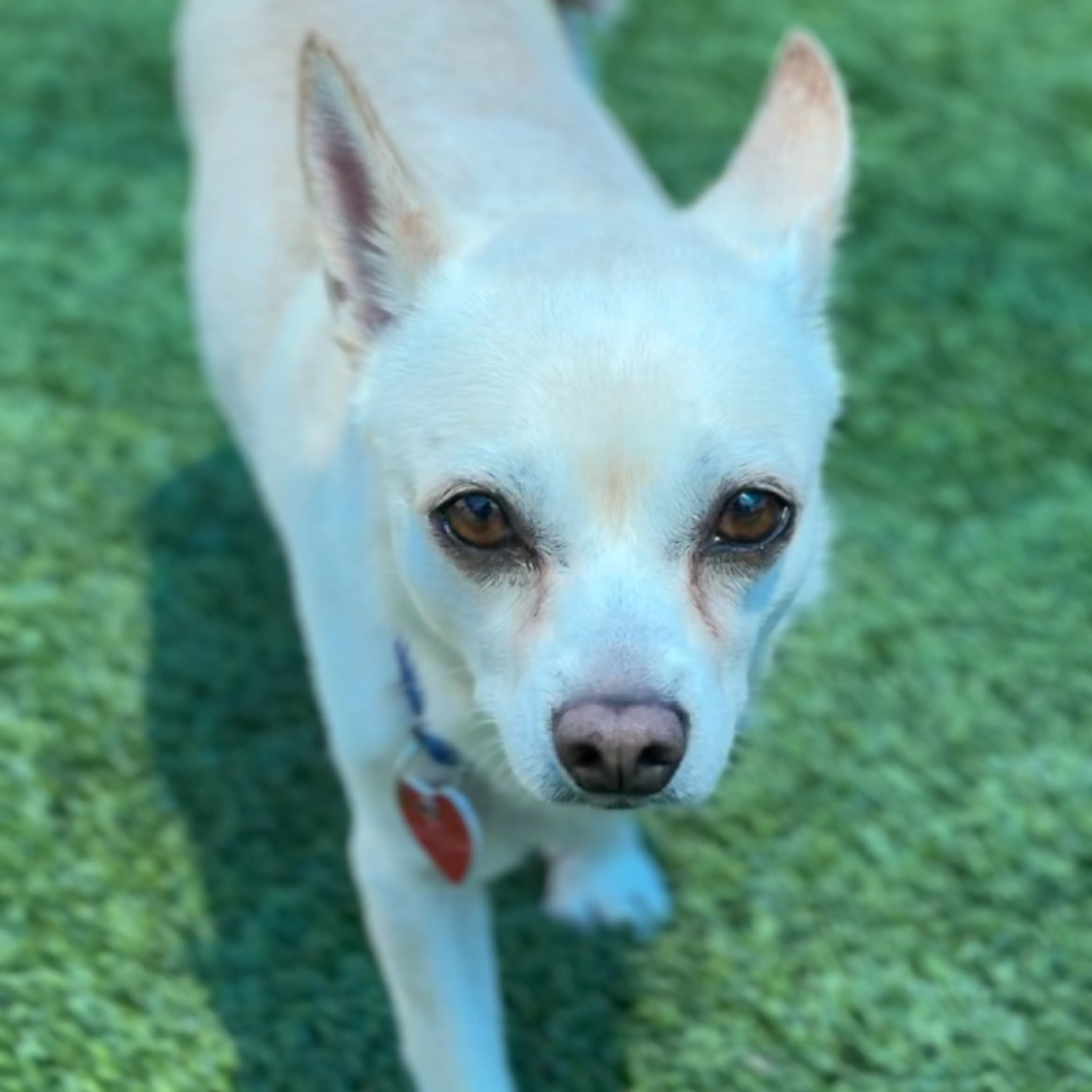 Found pet-2