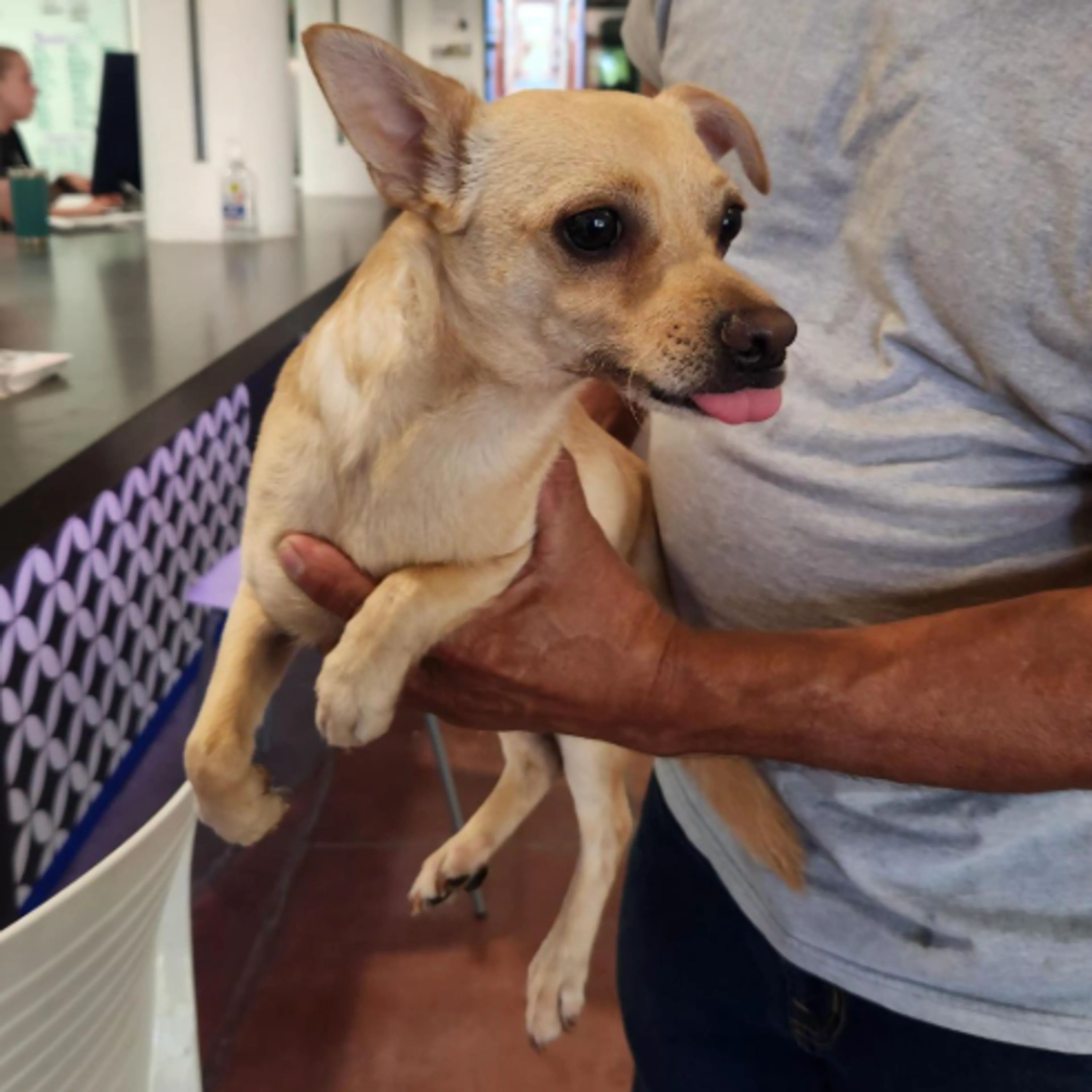Found pet-1