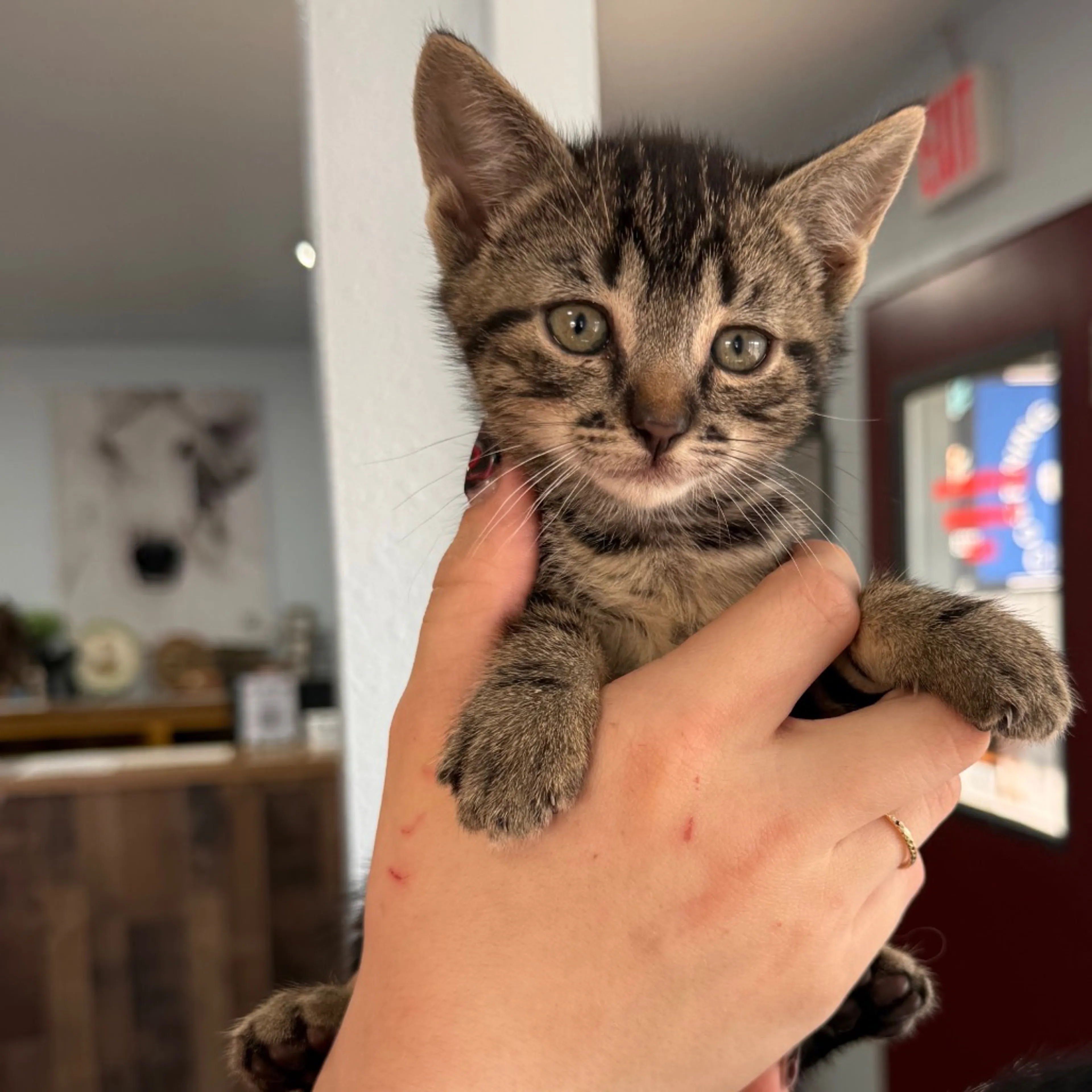 Found pet