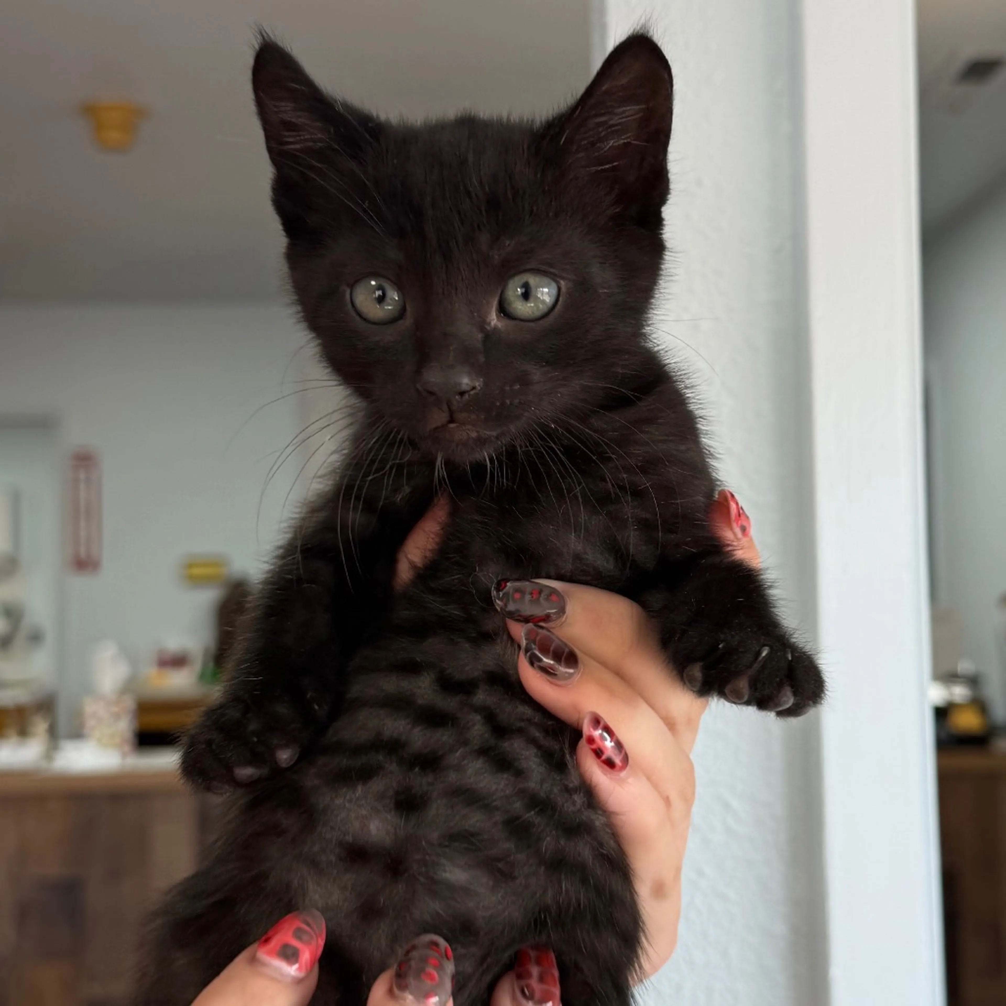 Found pet