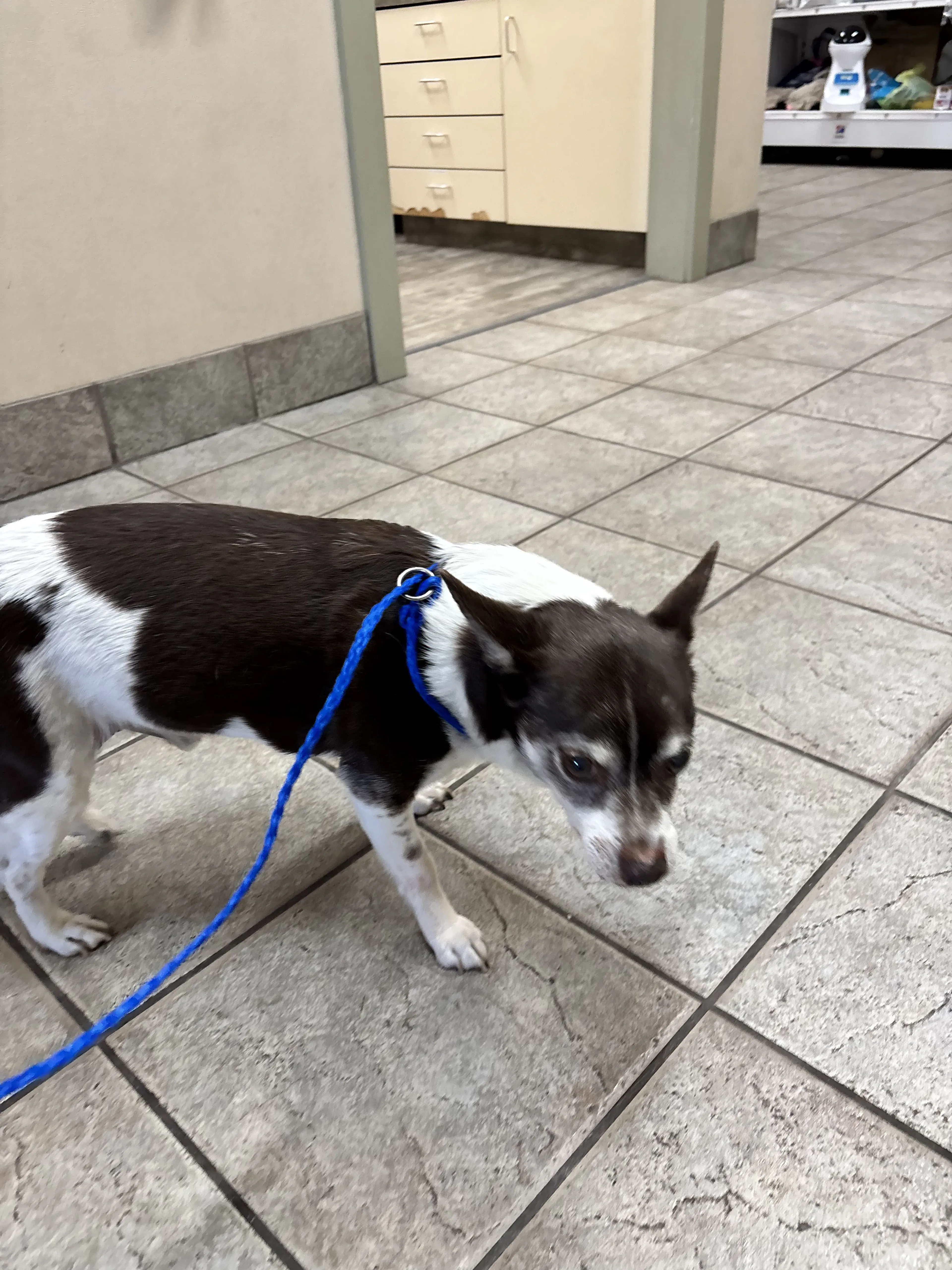 Lost pet