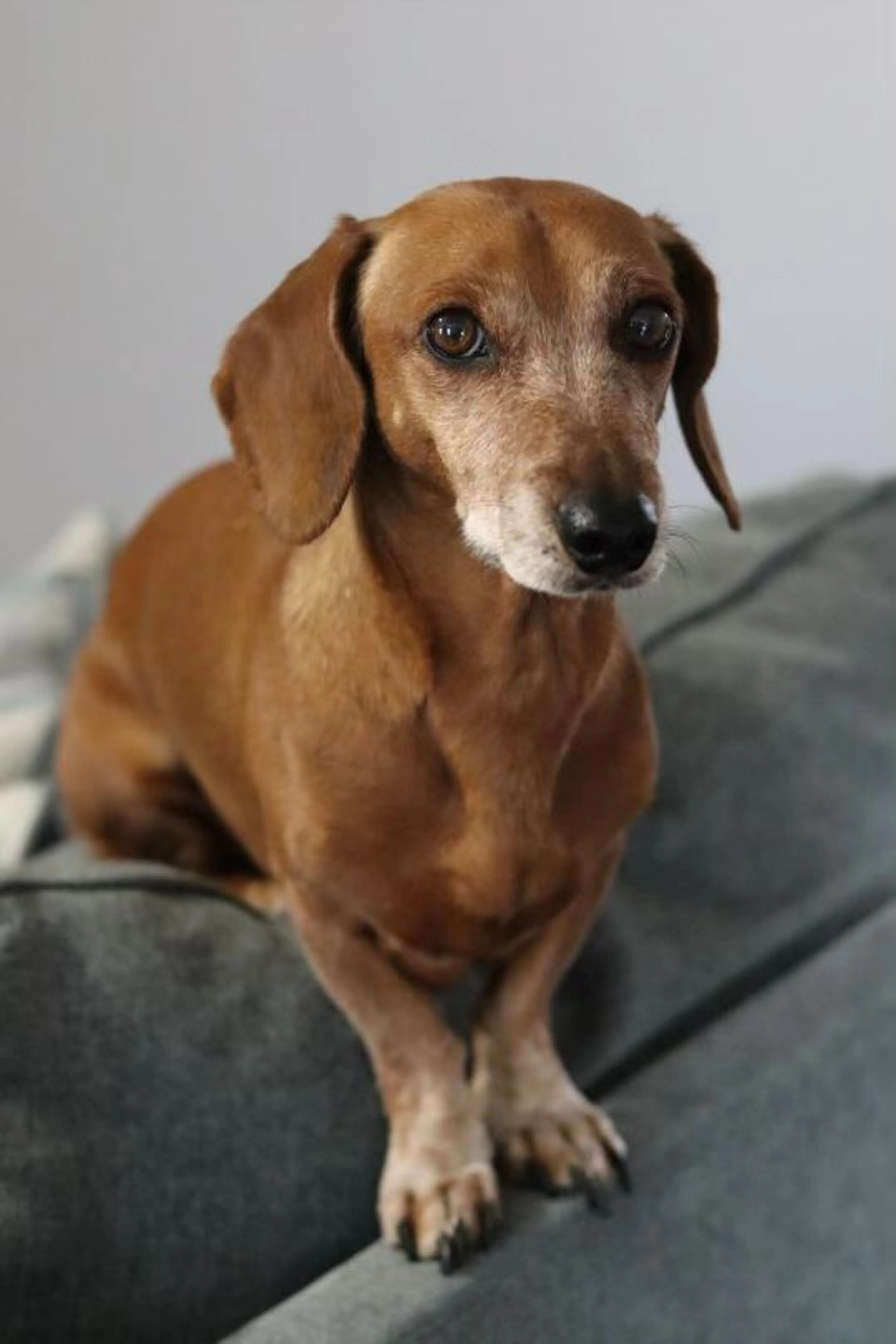 Lost pet