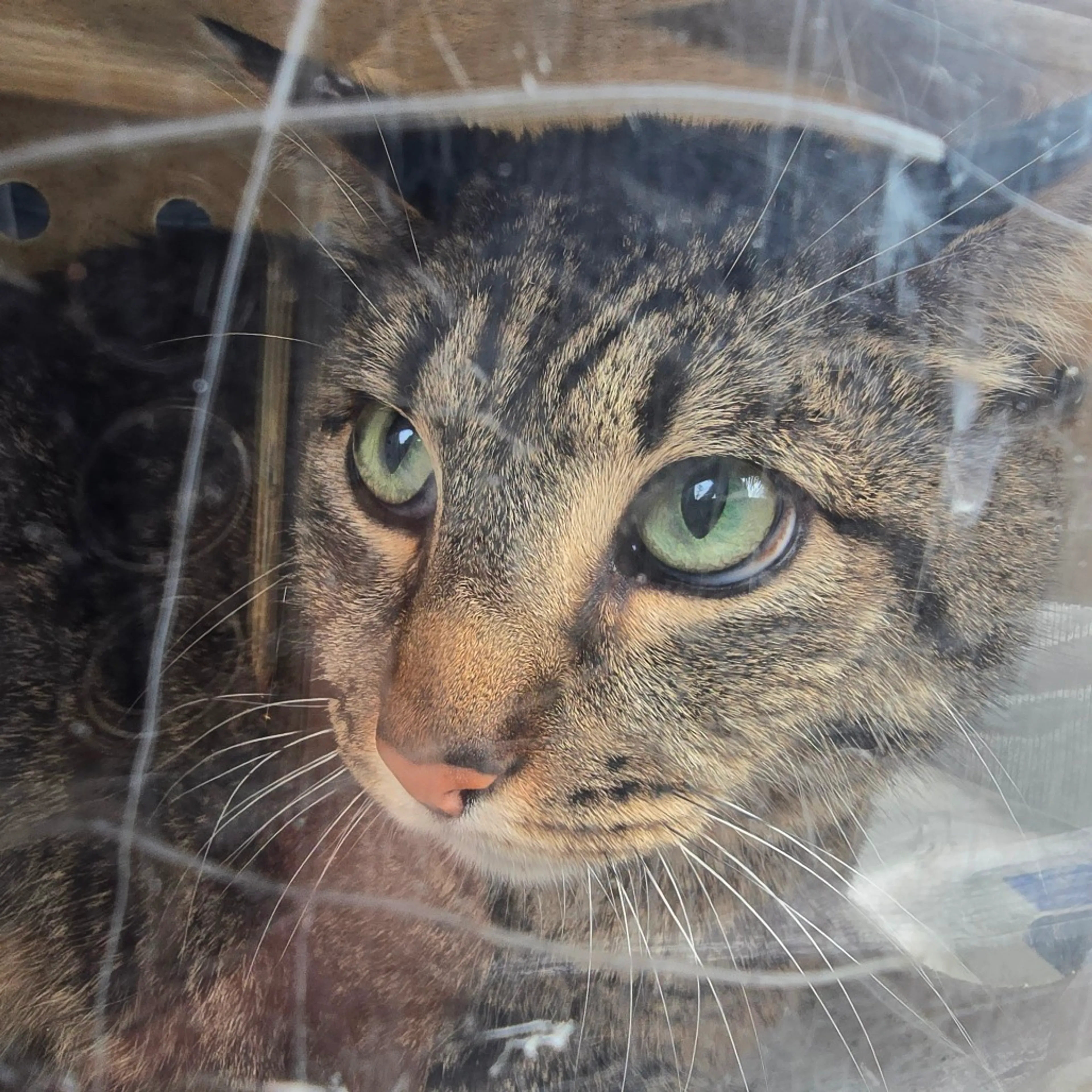 Found pet