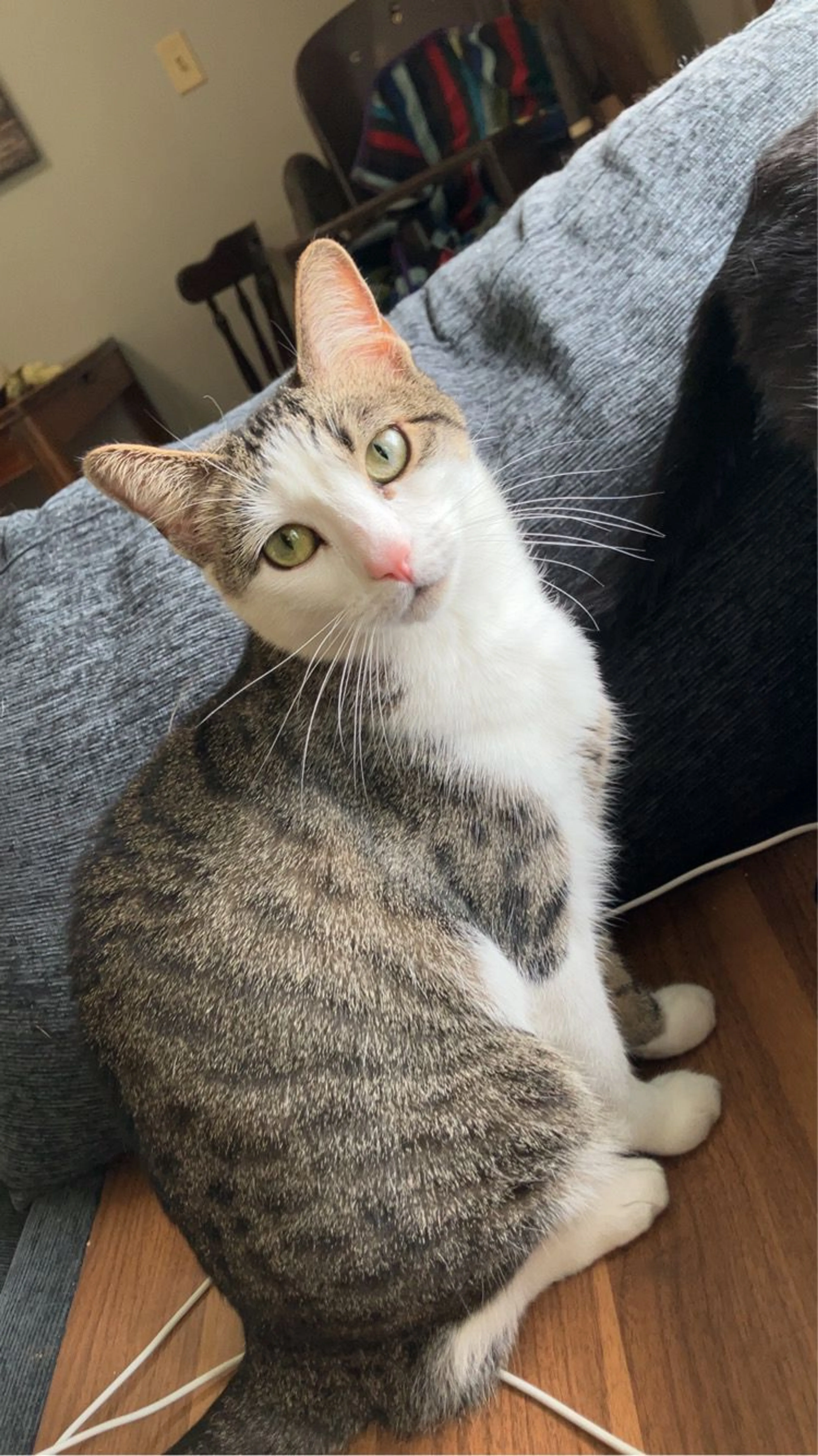 Lost pet