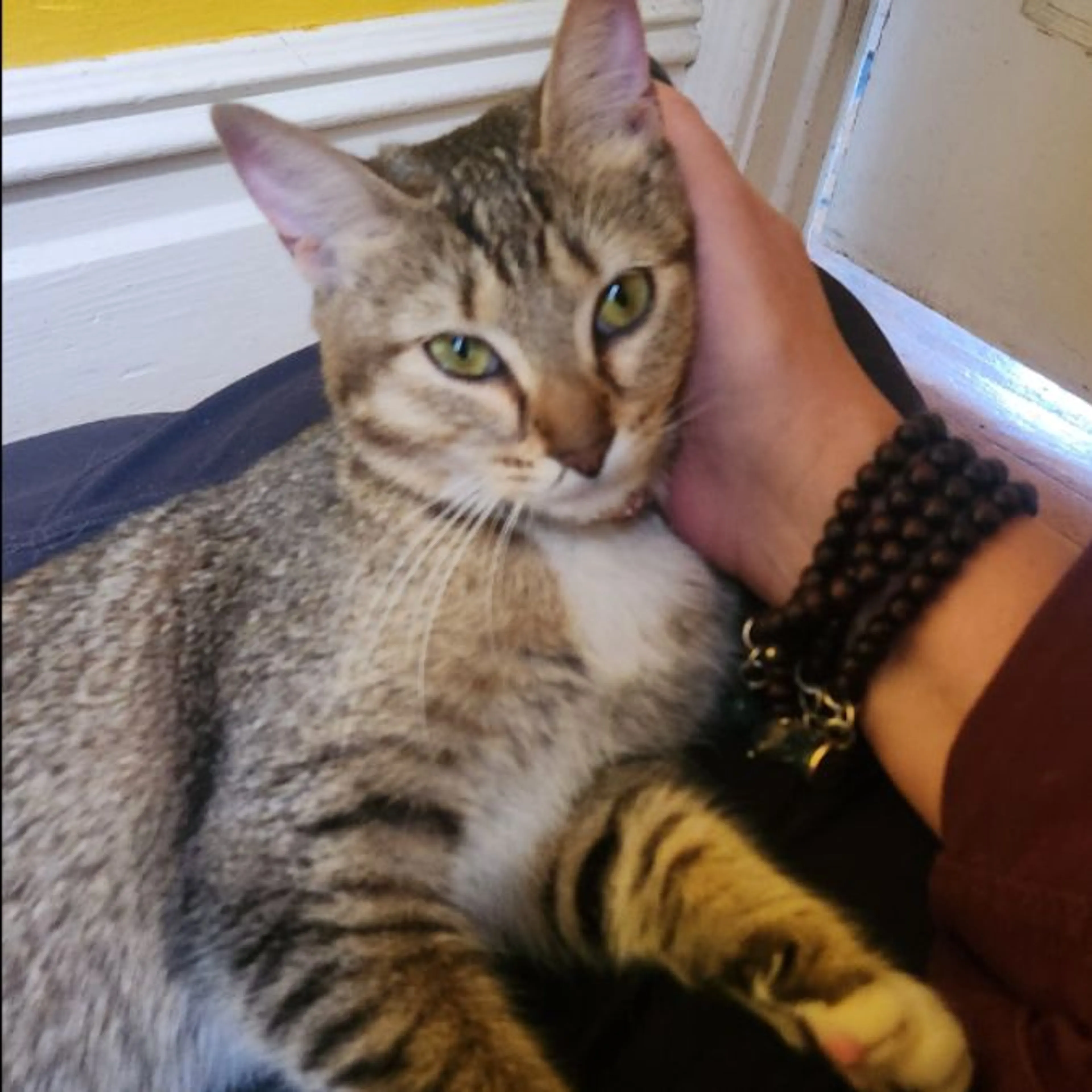 Found pet