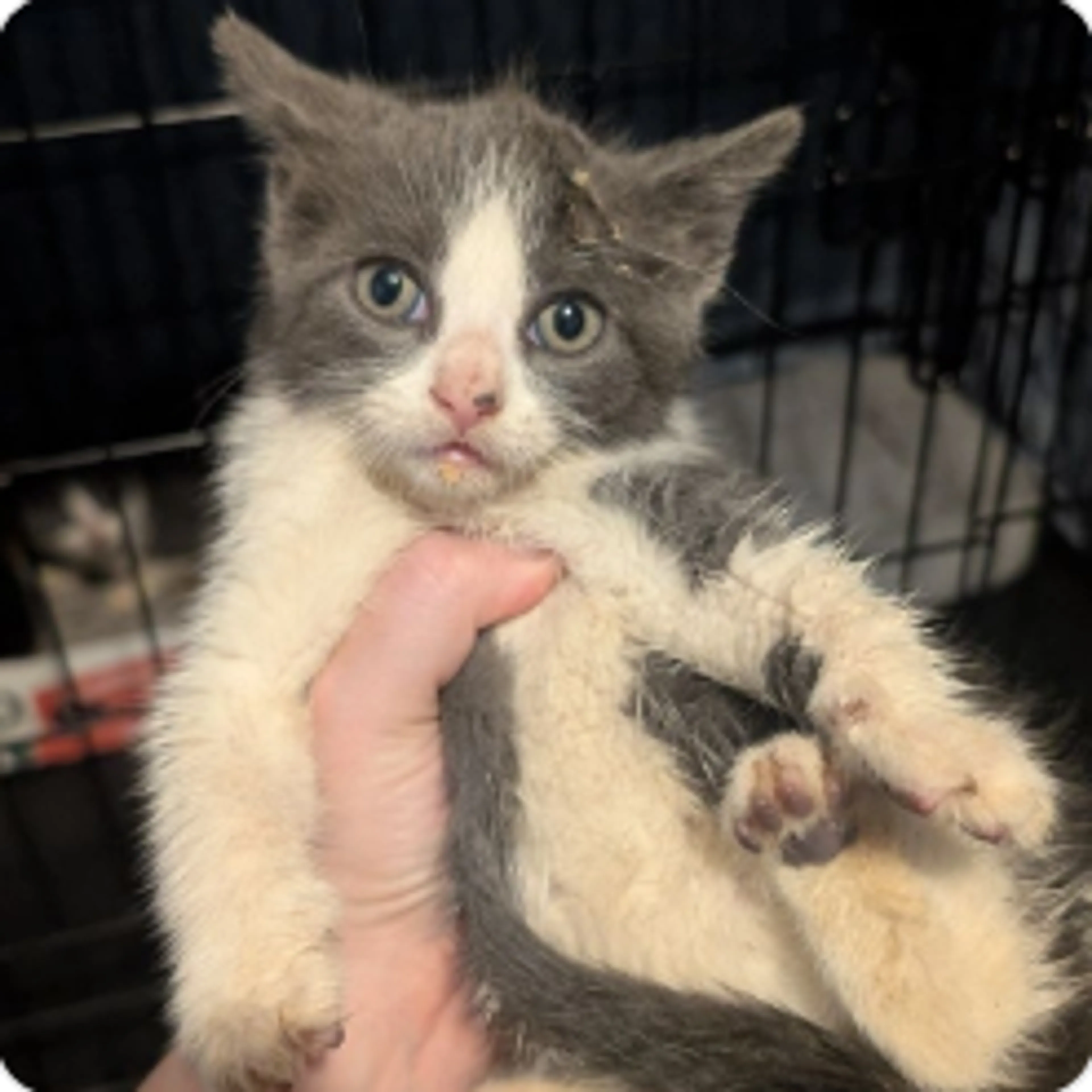 Found pet
