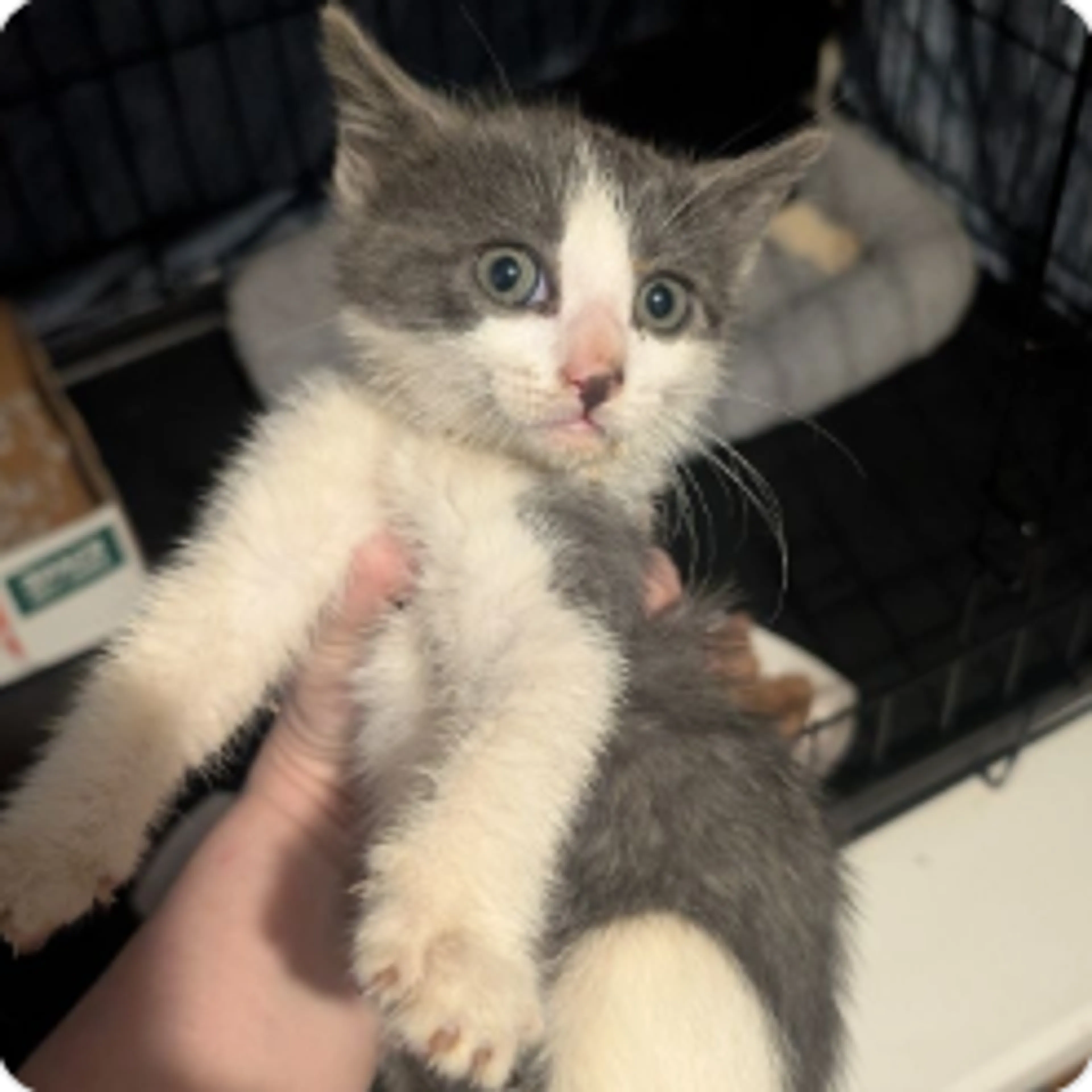 Found pet