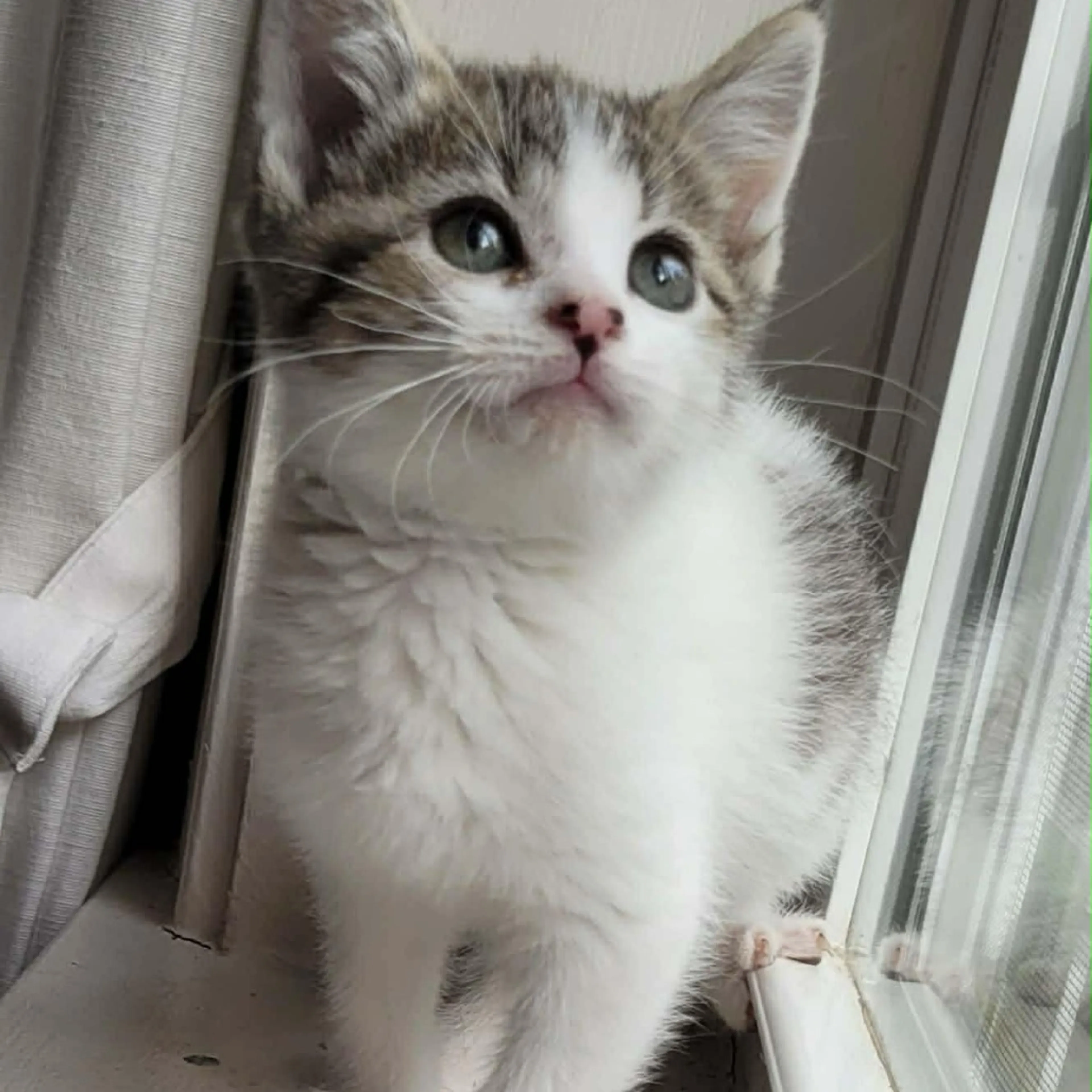 Found pet-1