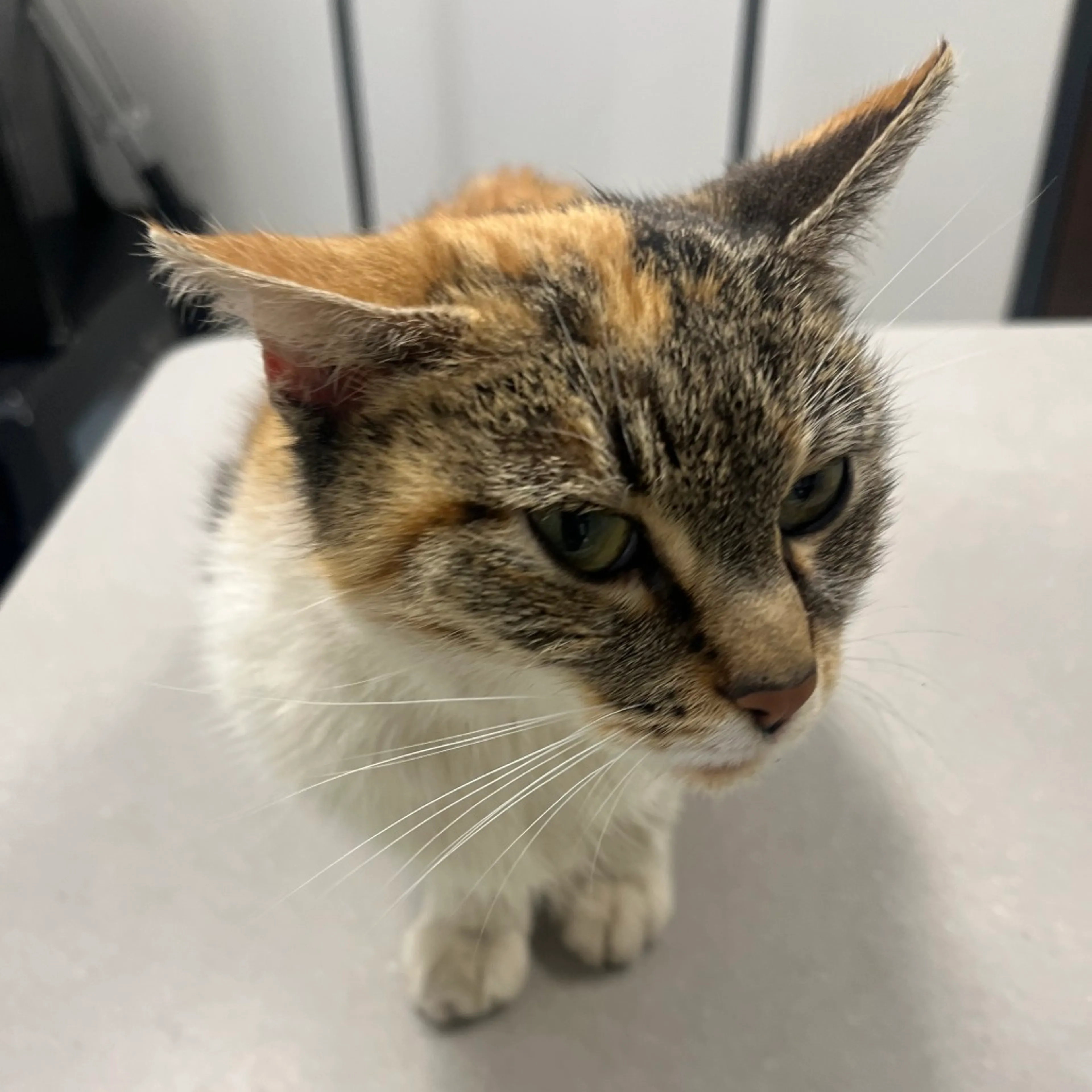 Found pet-1