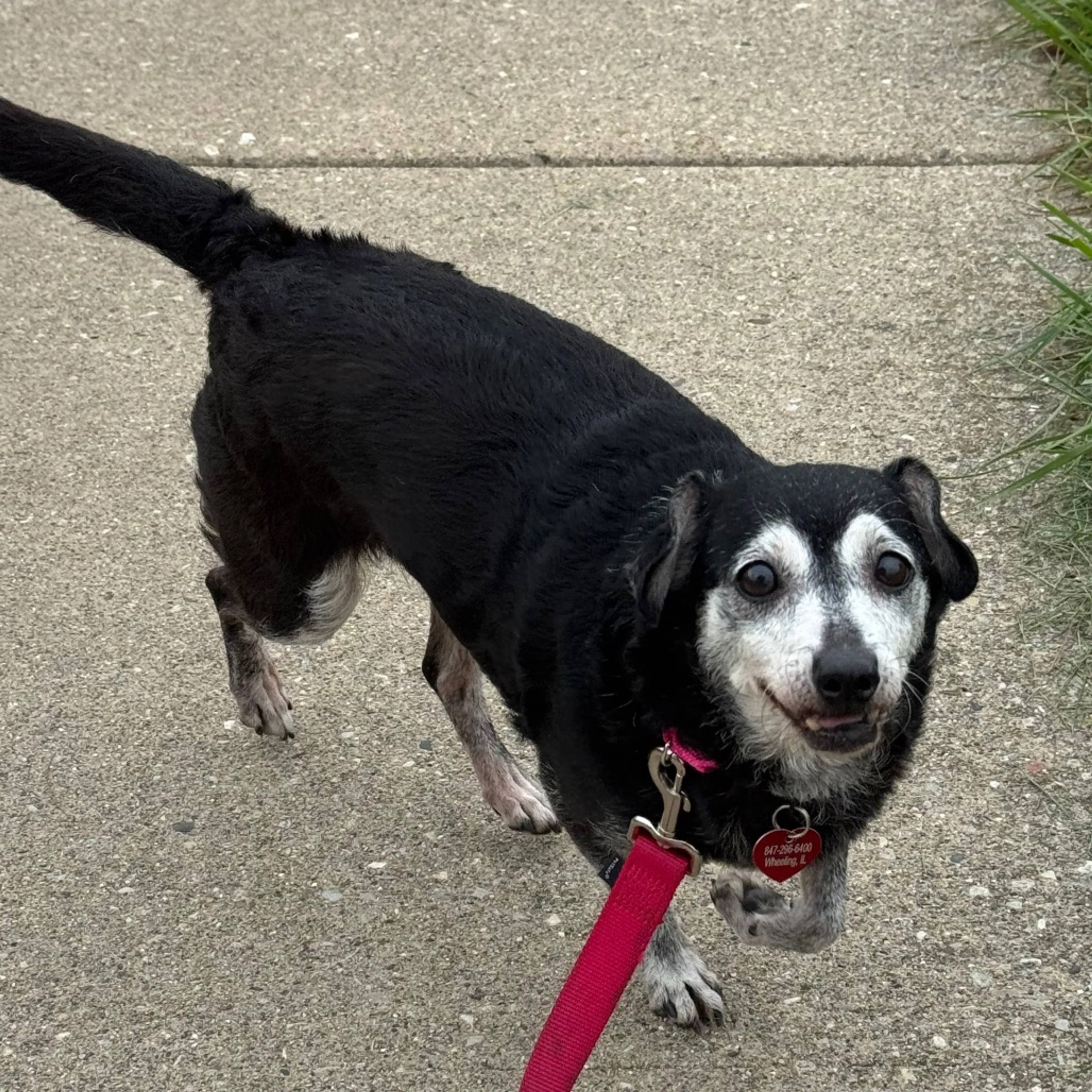 Found pet-3