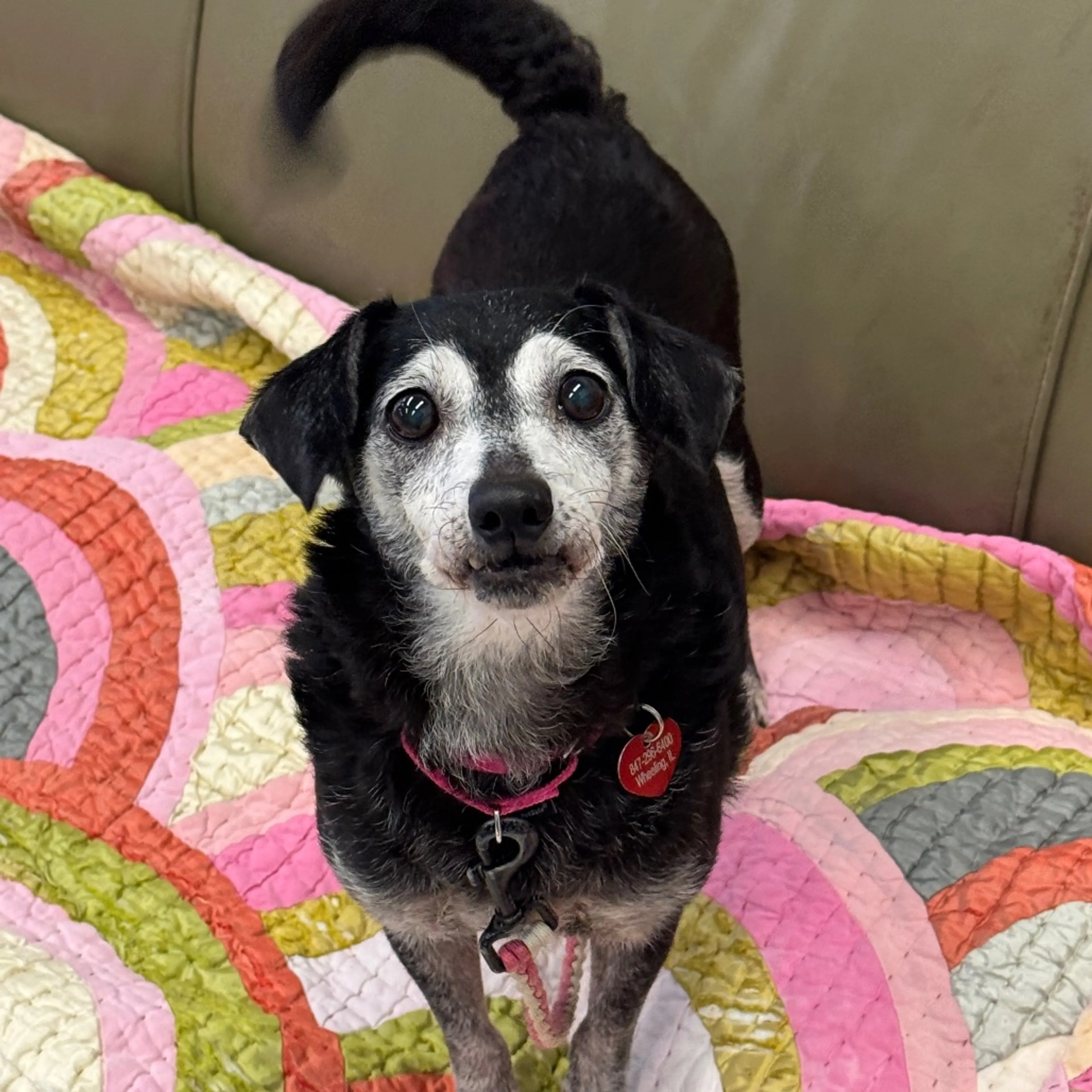 Found pet-11