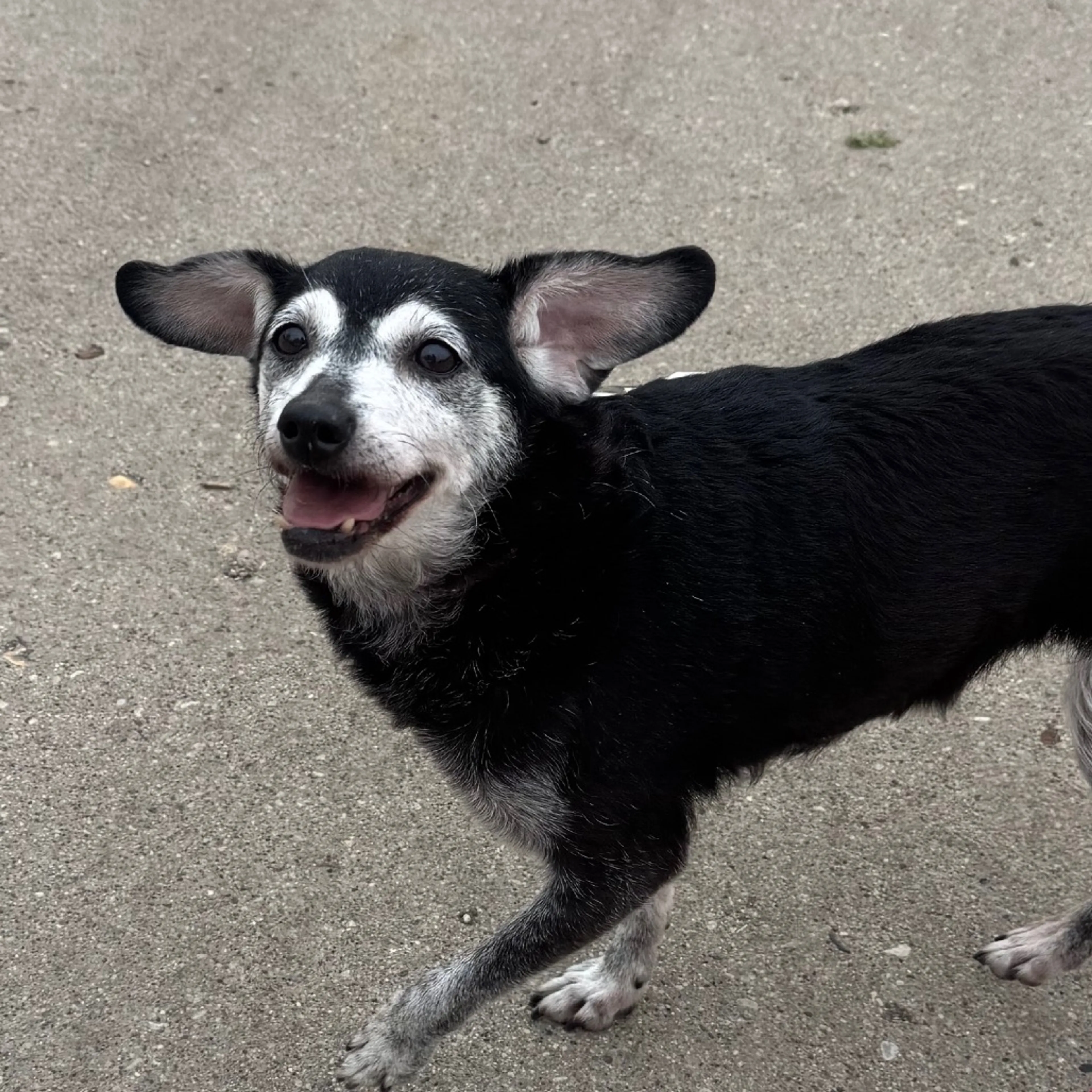 Found pet-5
