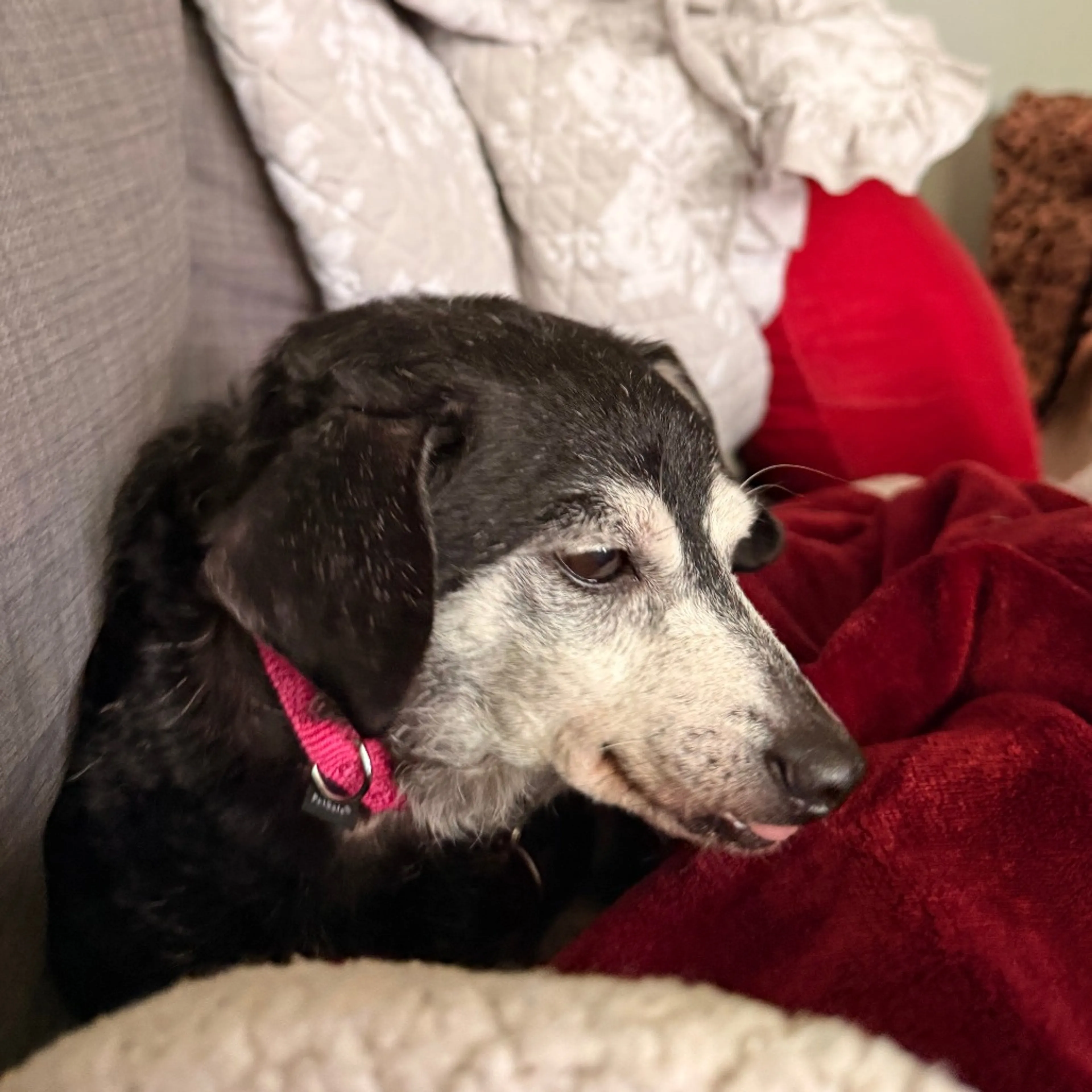 Found pet-14
