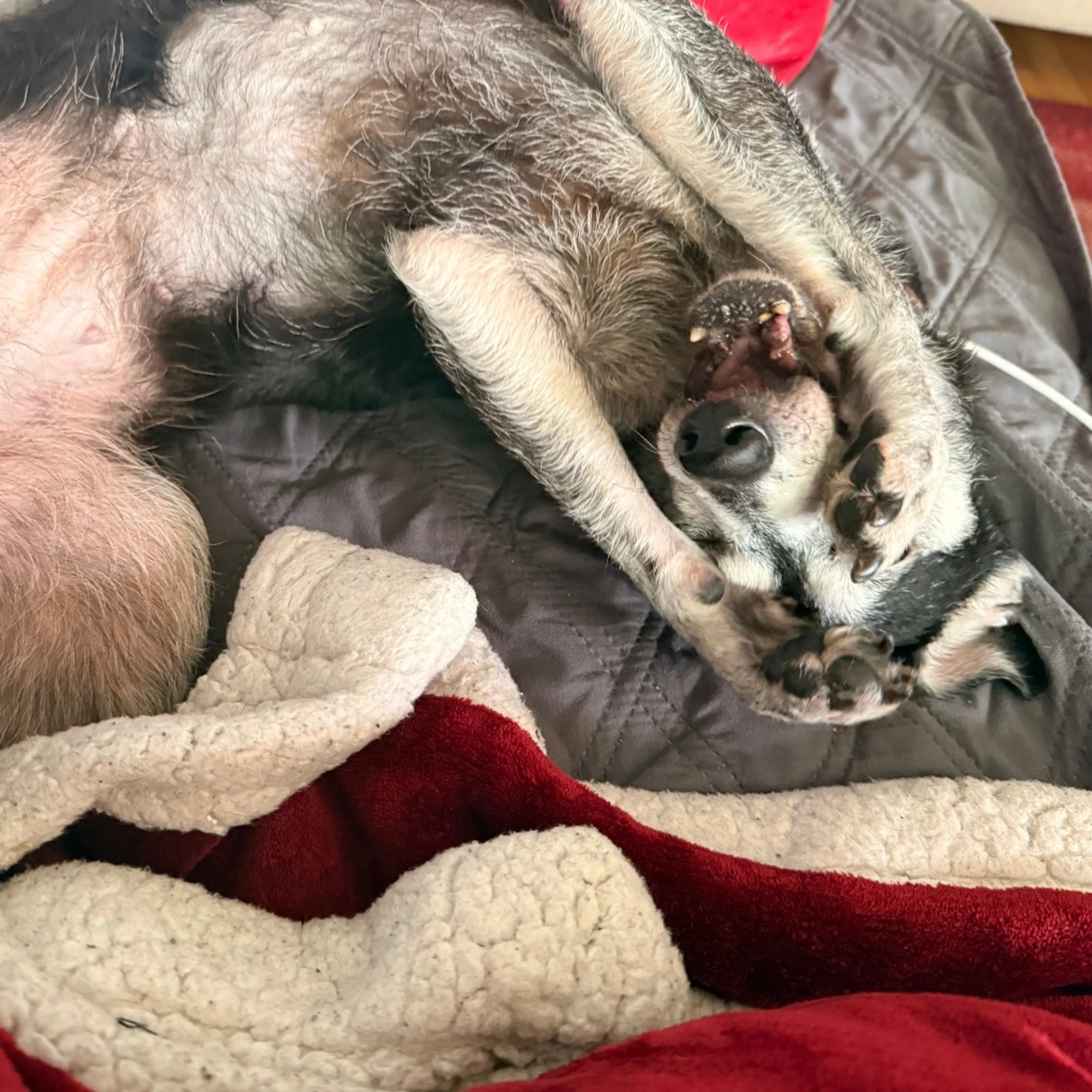 Found pet-18