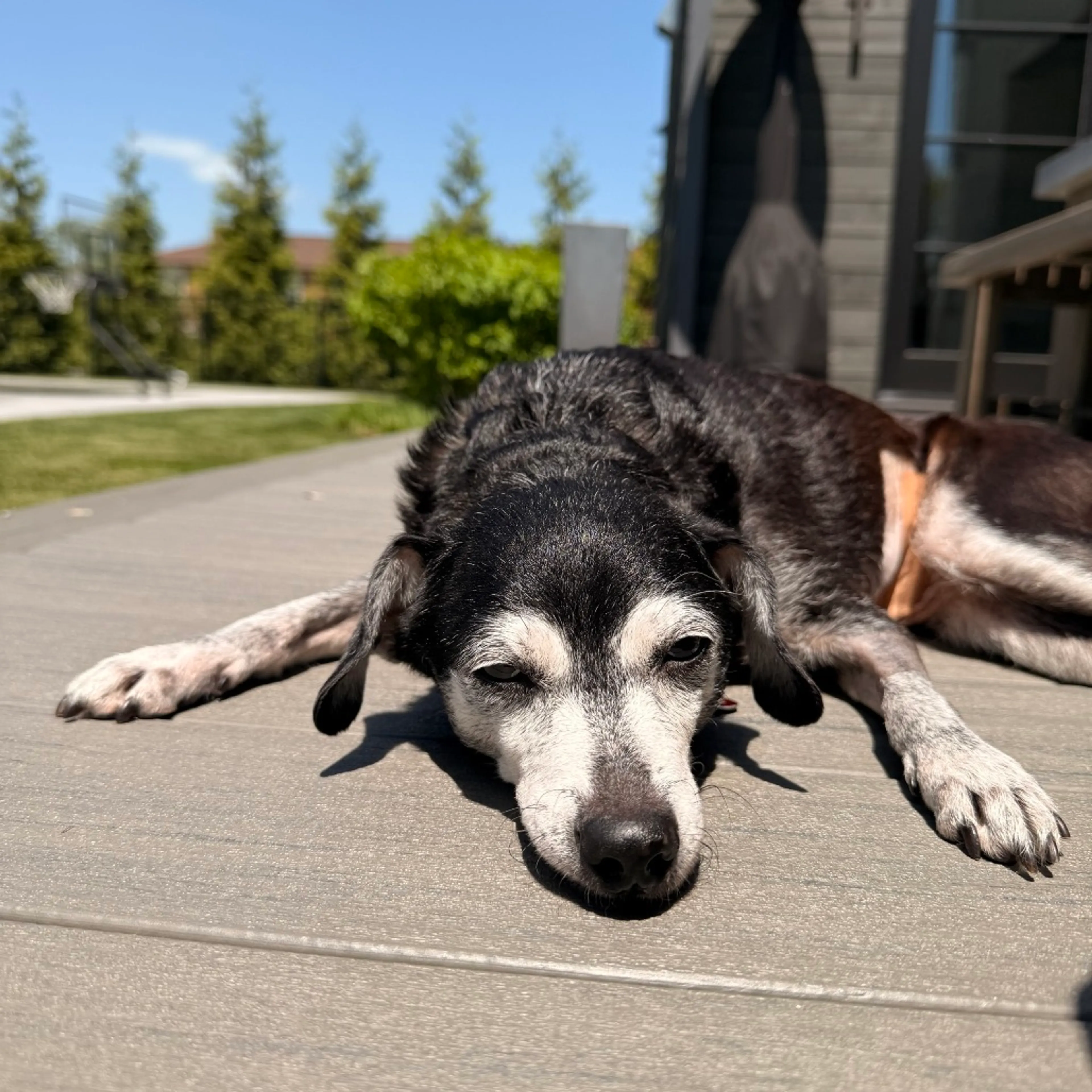 Found pet-17