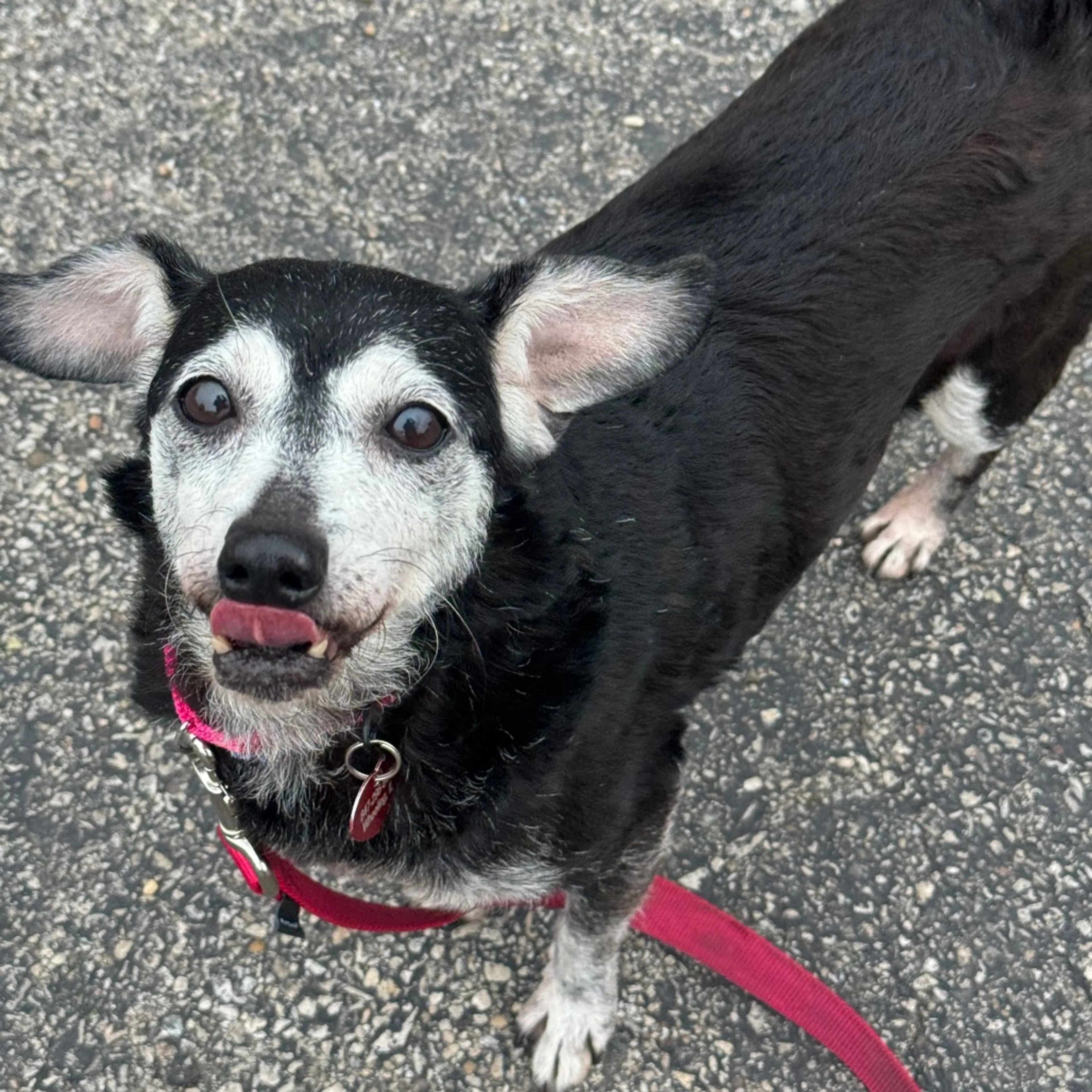 Found pet-2