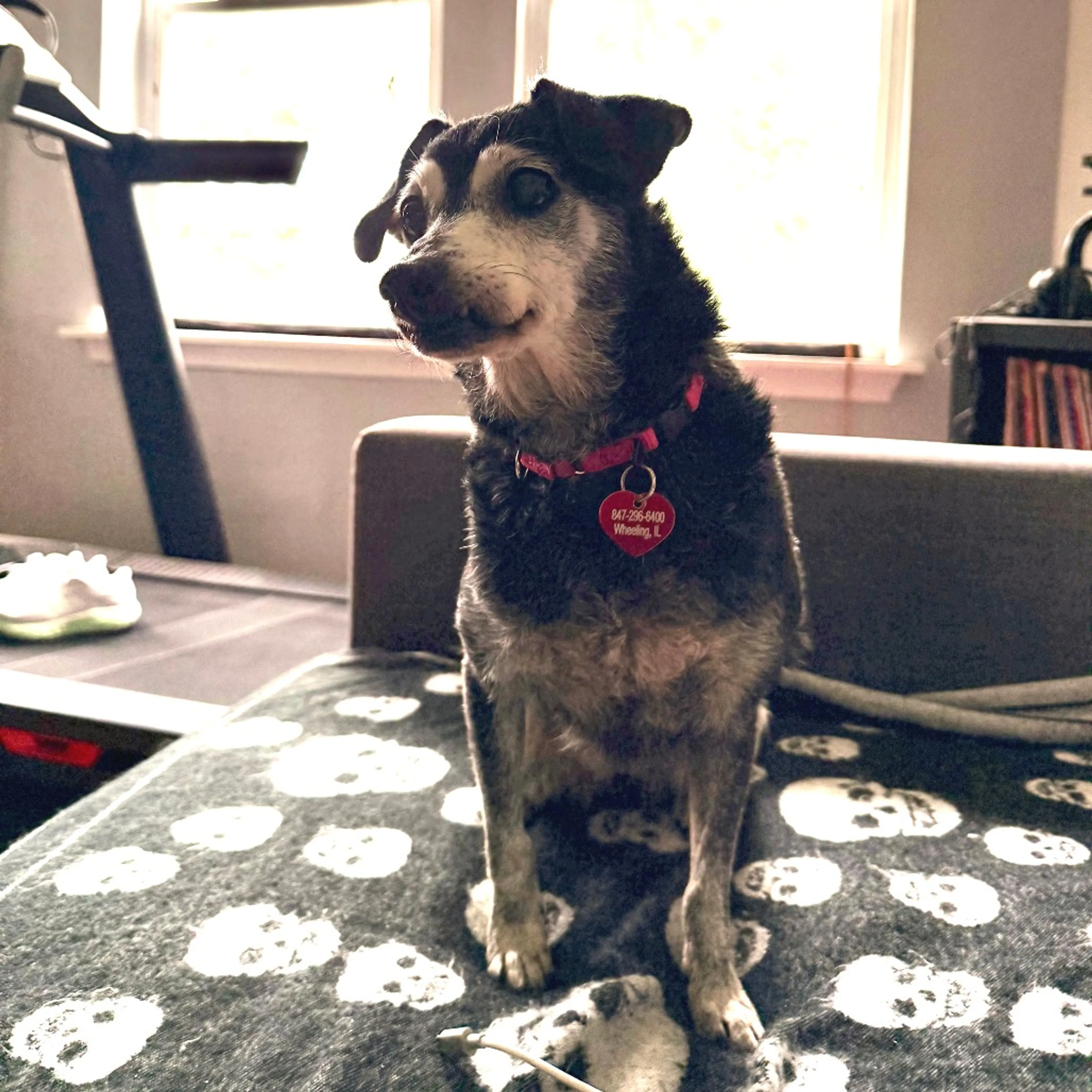 Found pet-13