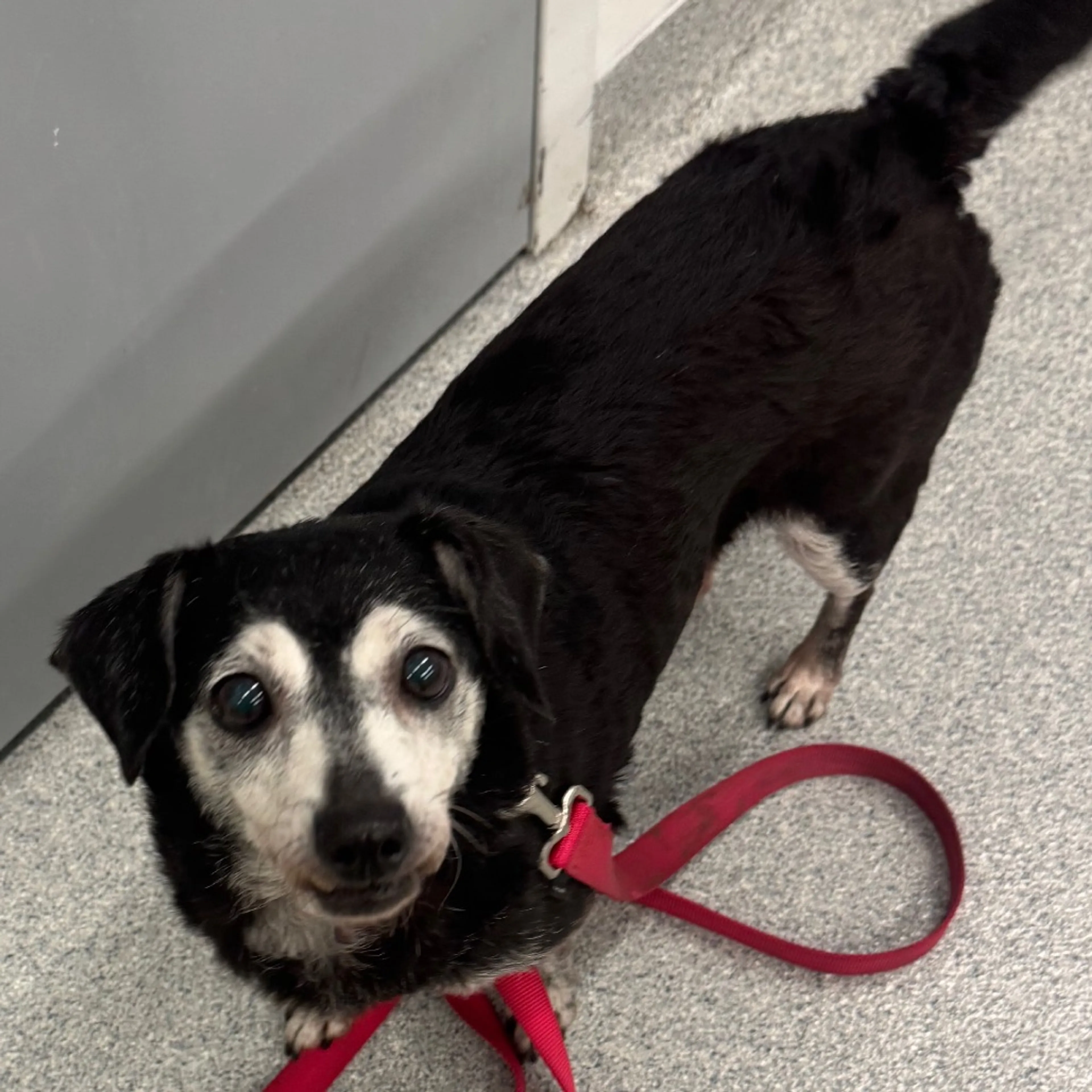 Found pet-7