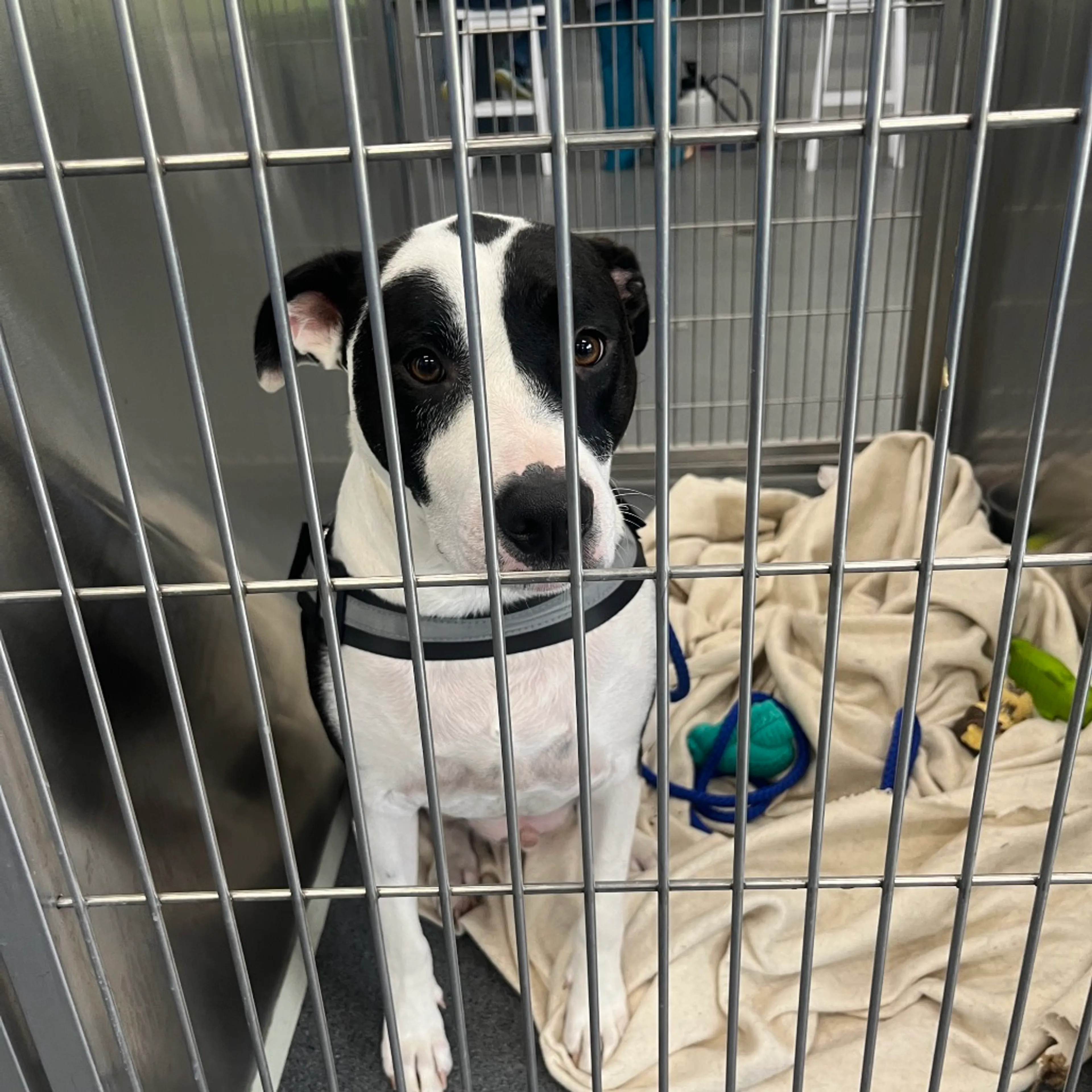 Found pet-3