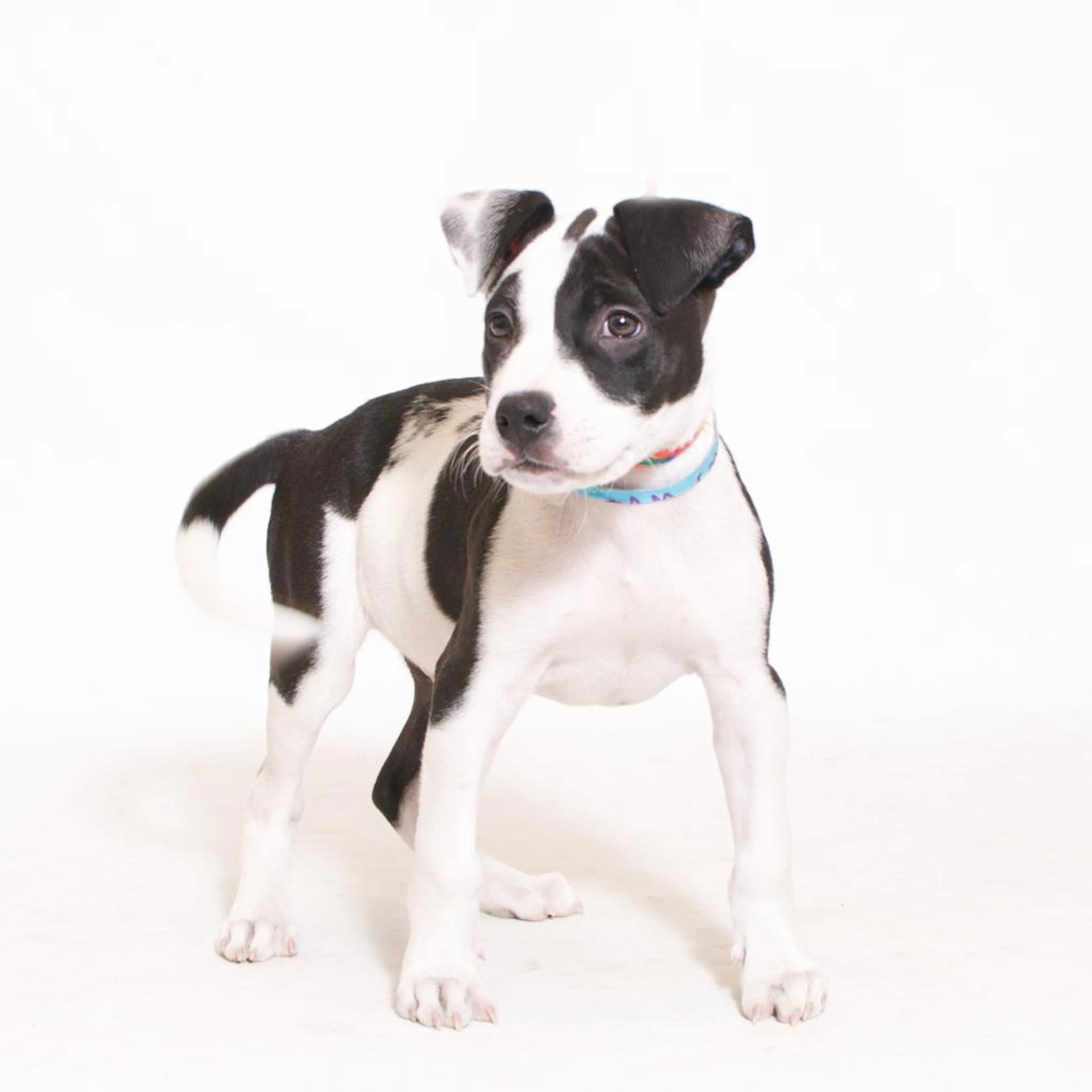 Found pet-1