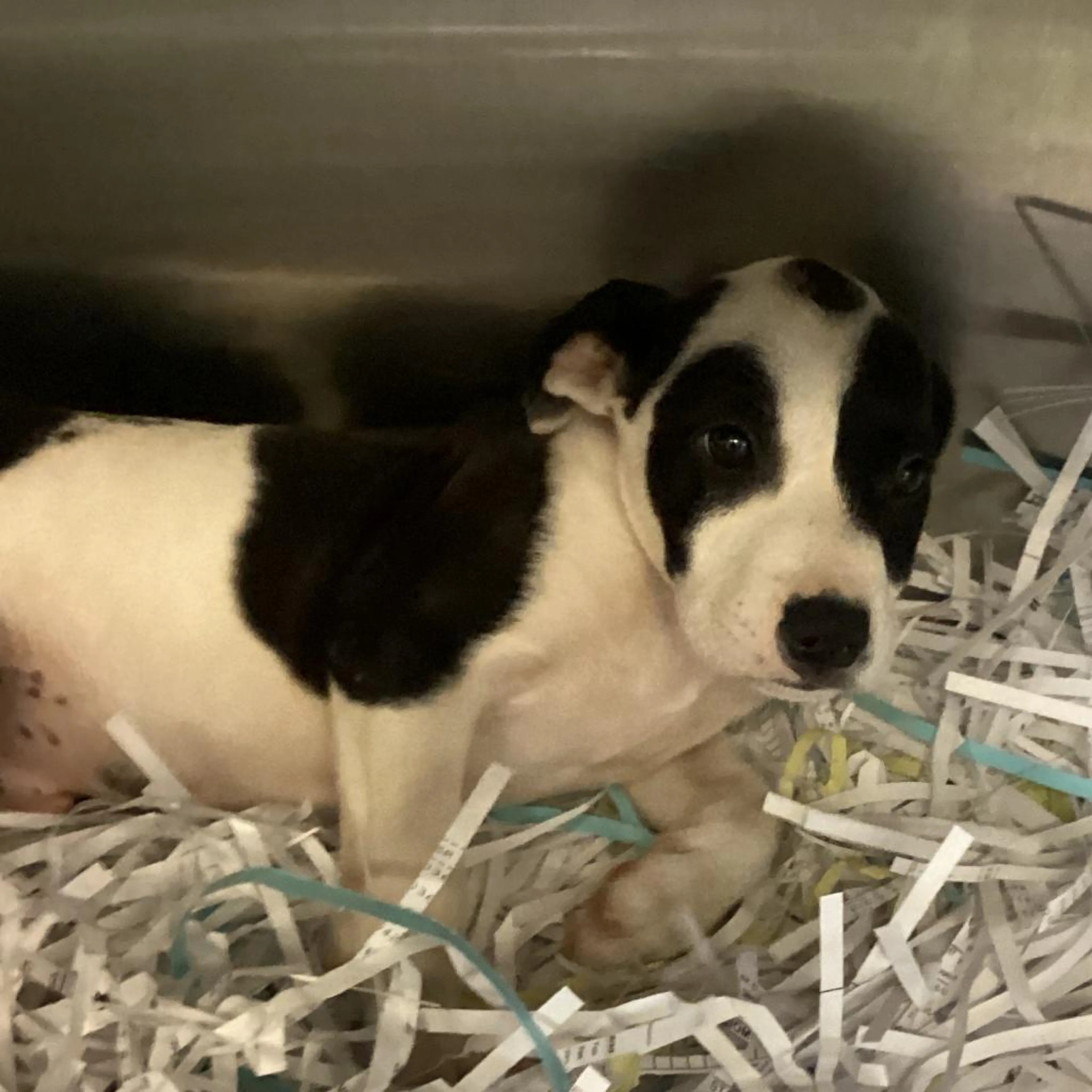 Found pet-2
