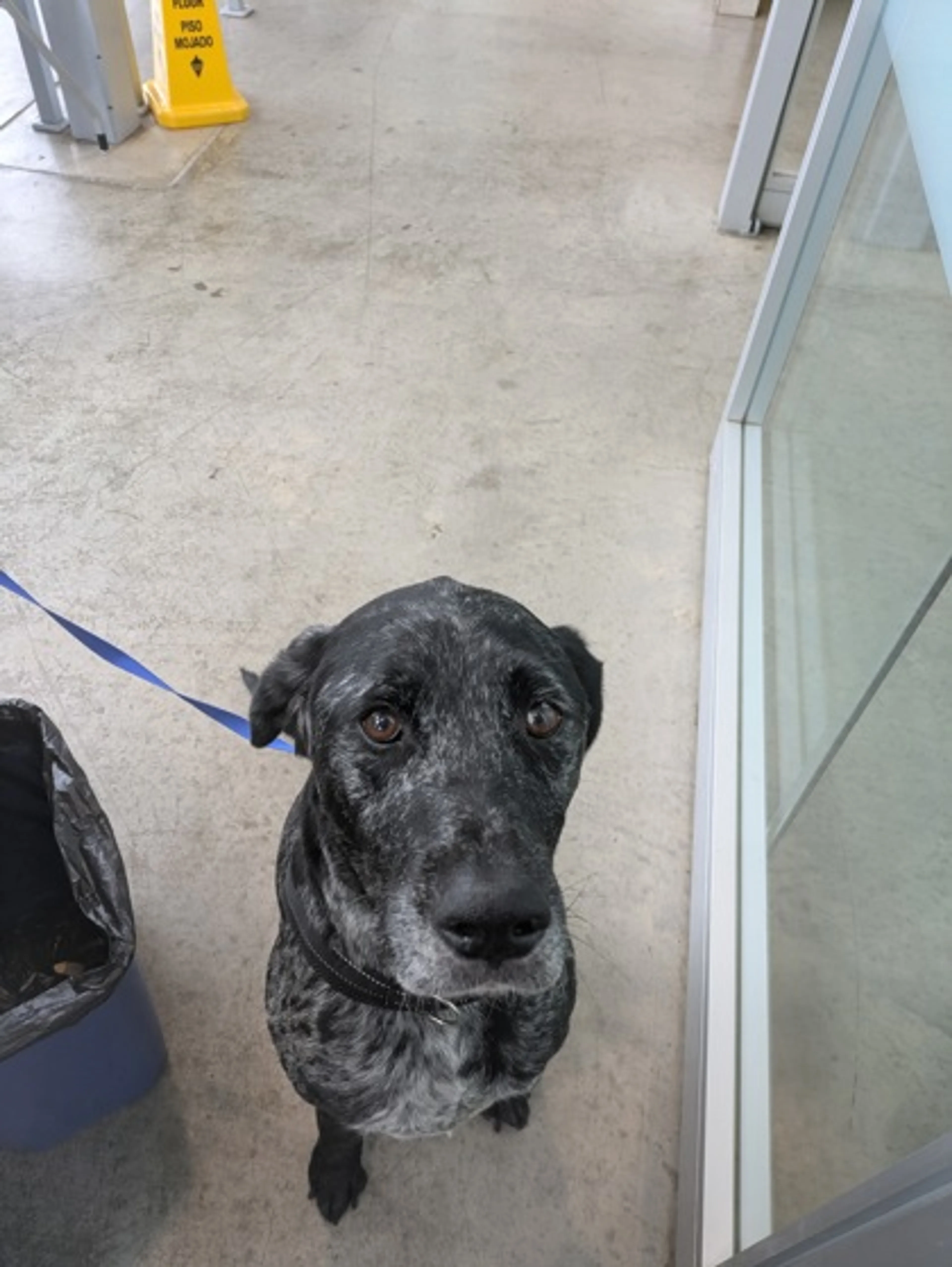 Found pet