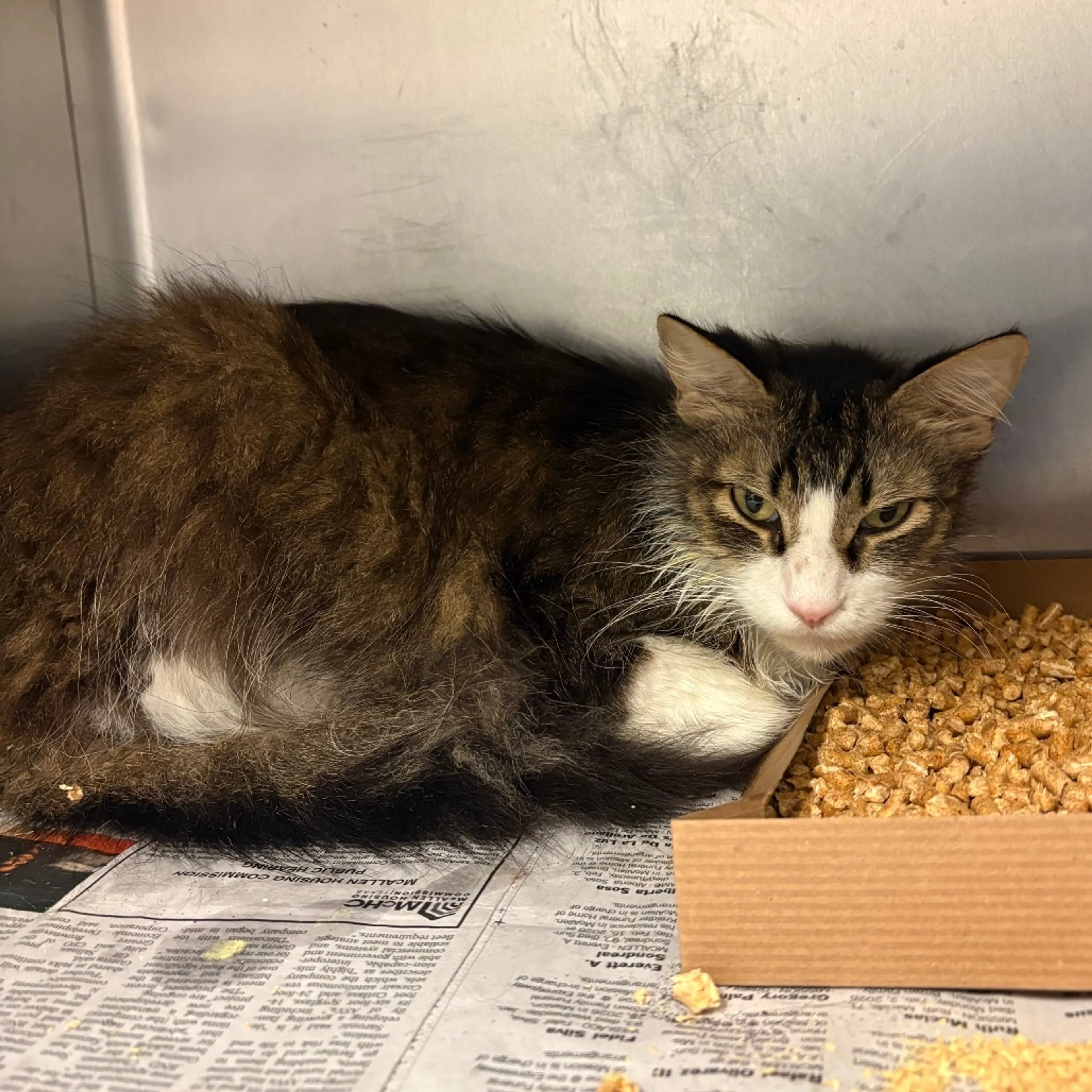 Found pet-2