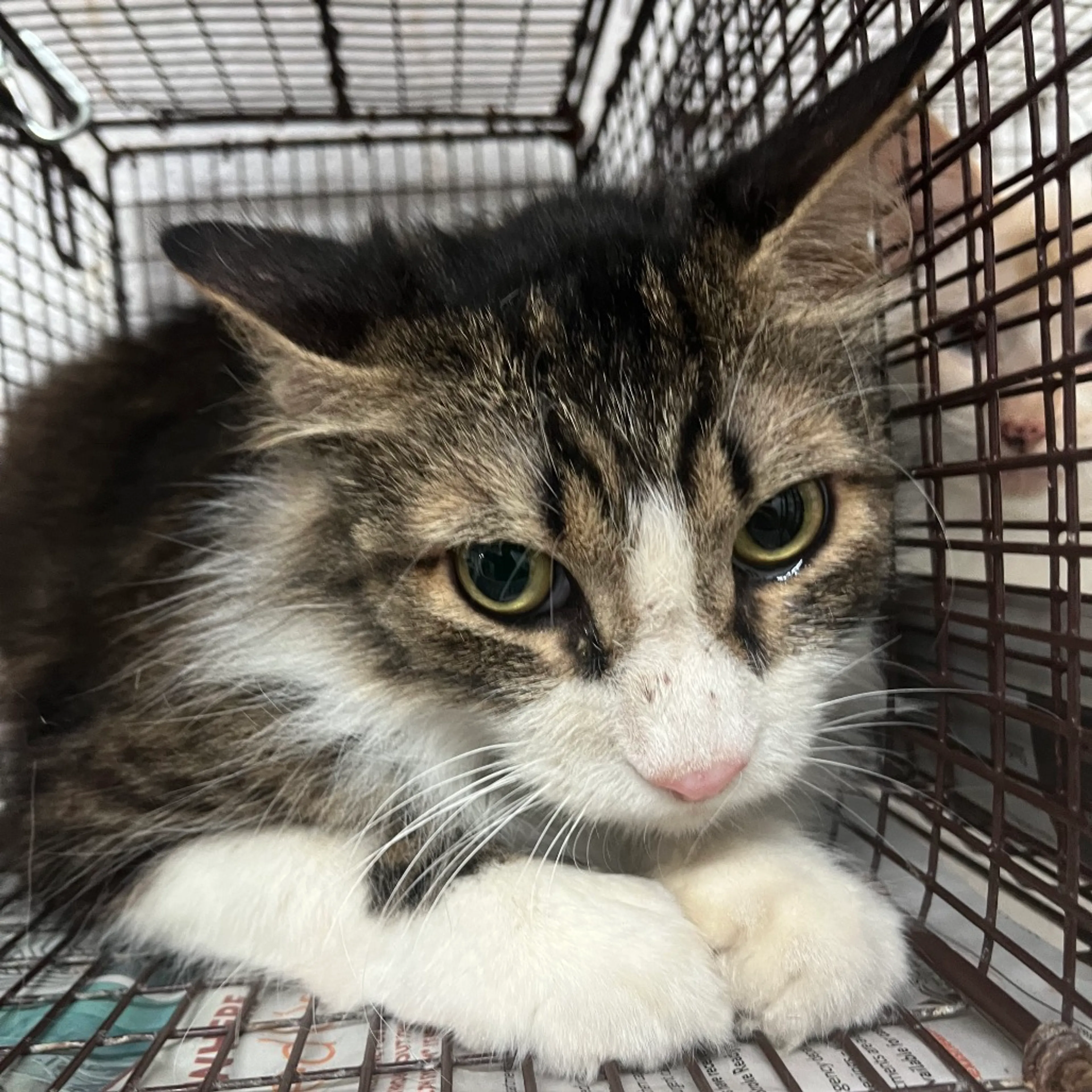 Found pet-1