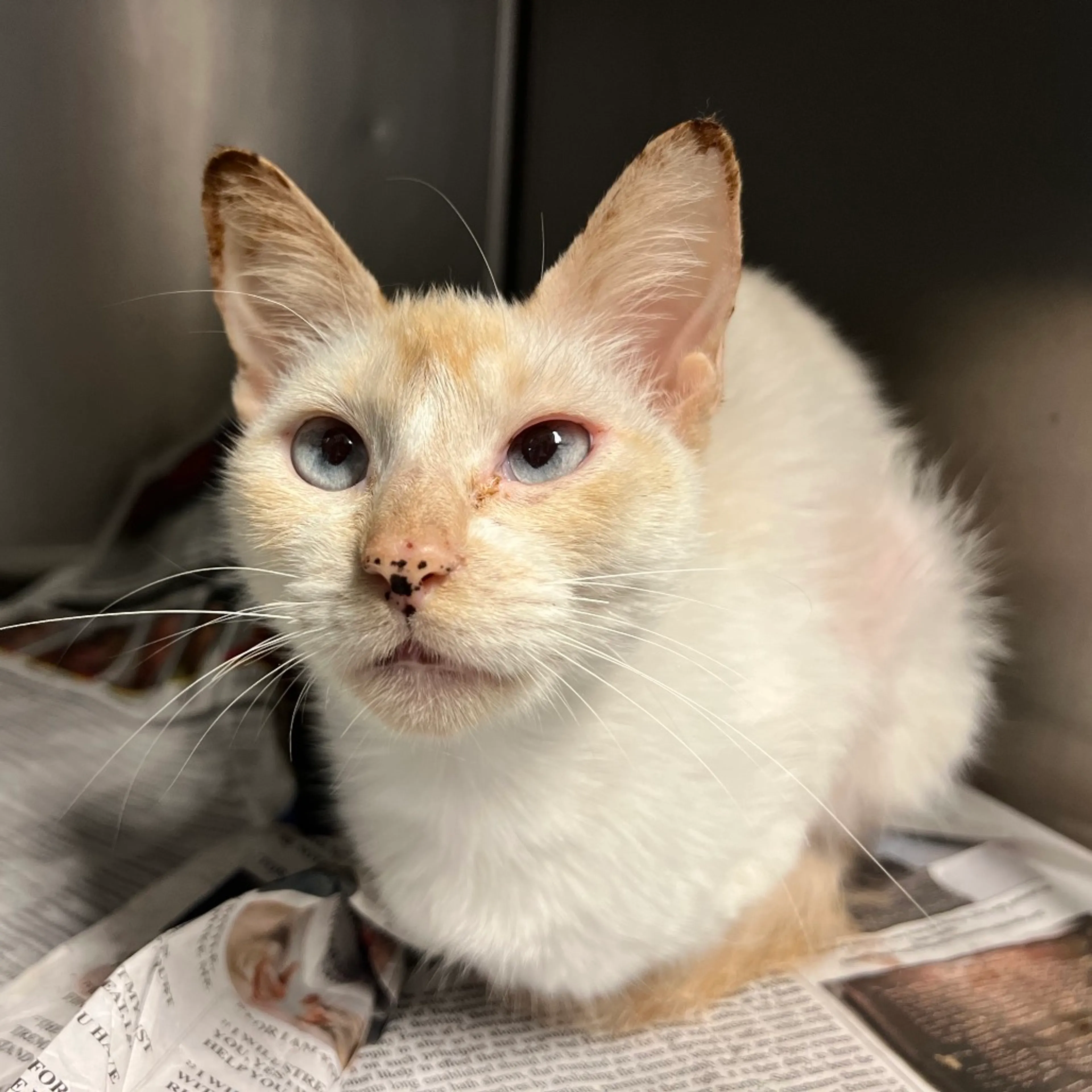 Found pet-2