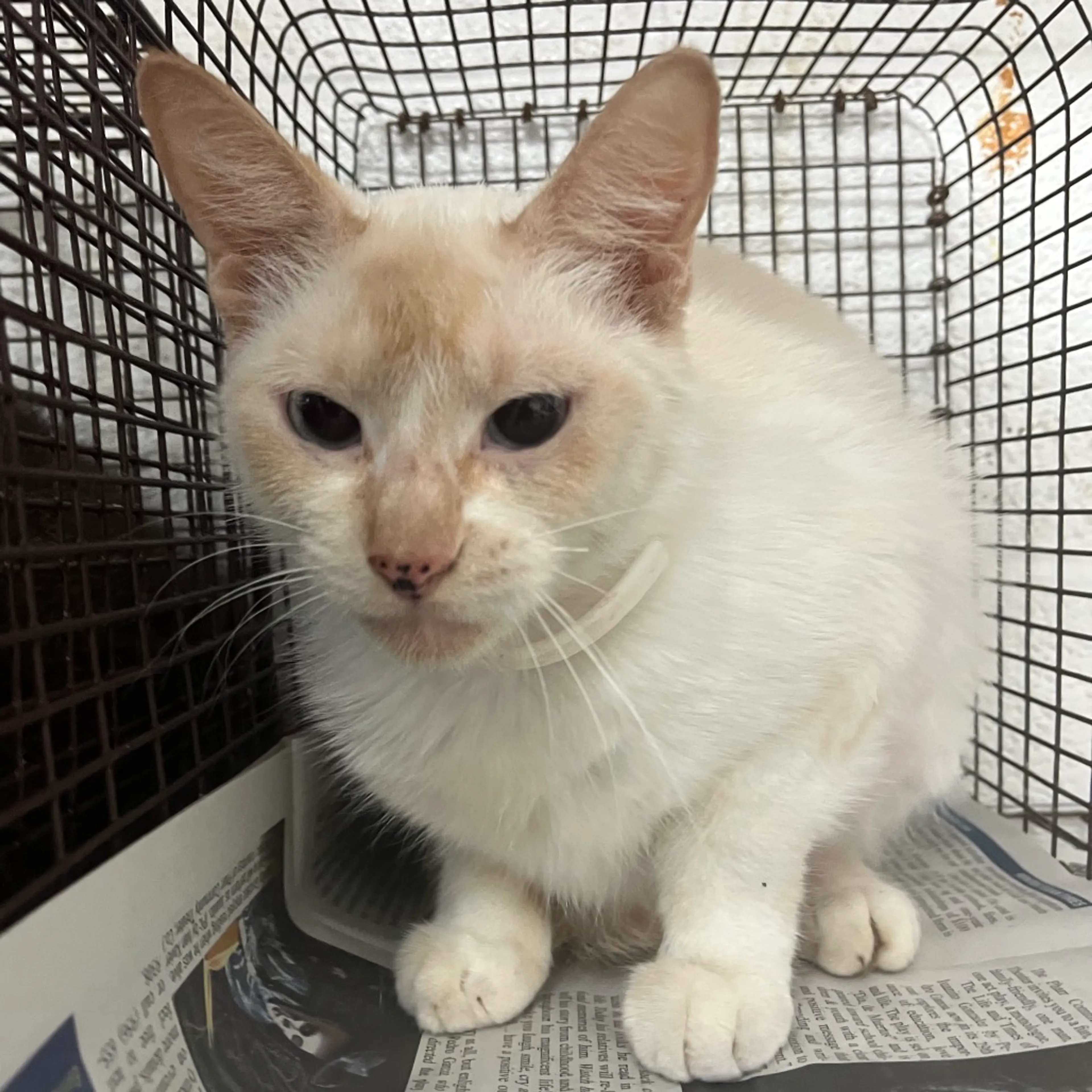 Found pet-1
