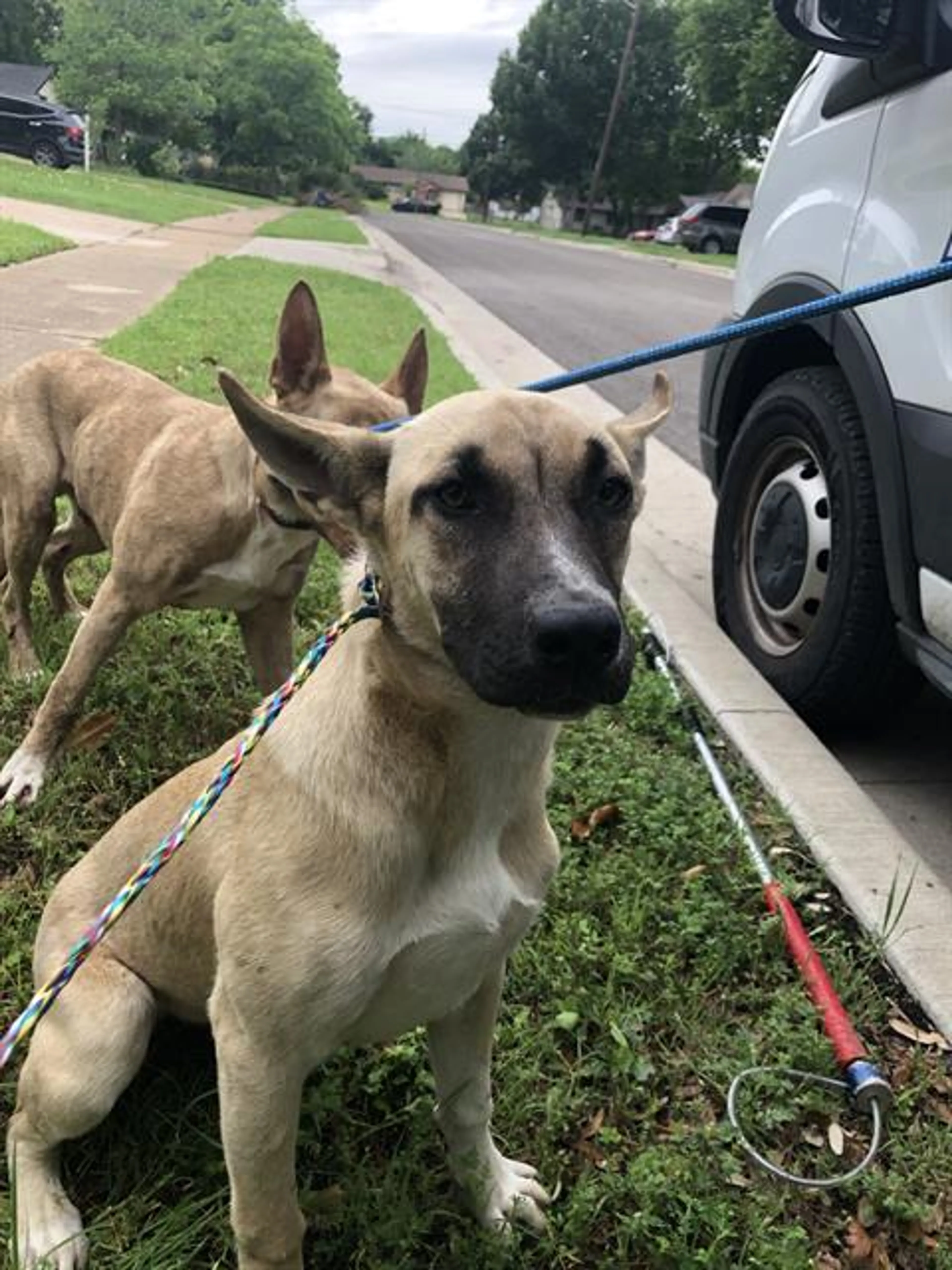 Found pet